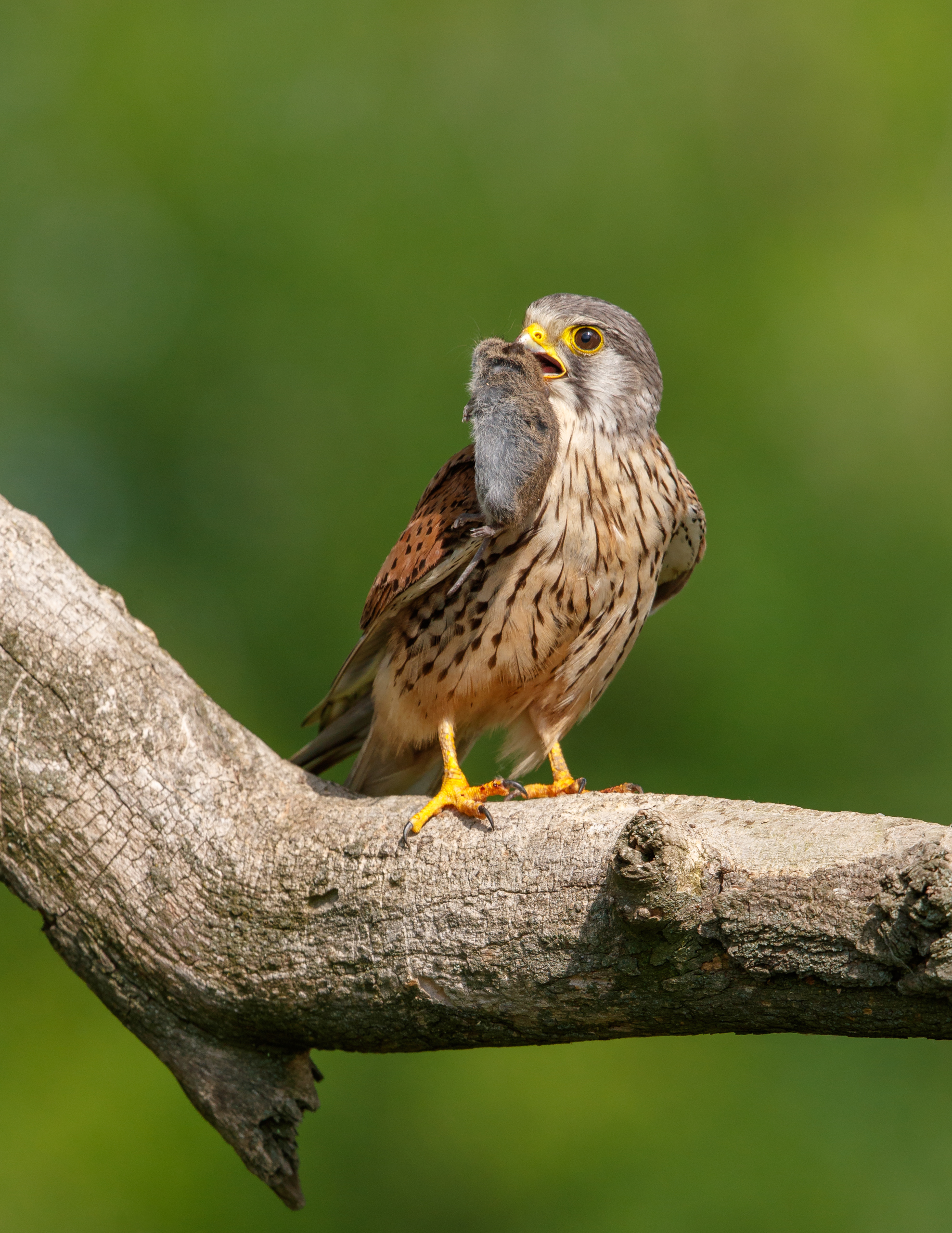 kestrel _A8I3500.jpg
