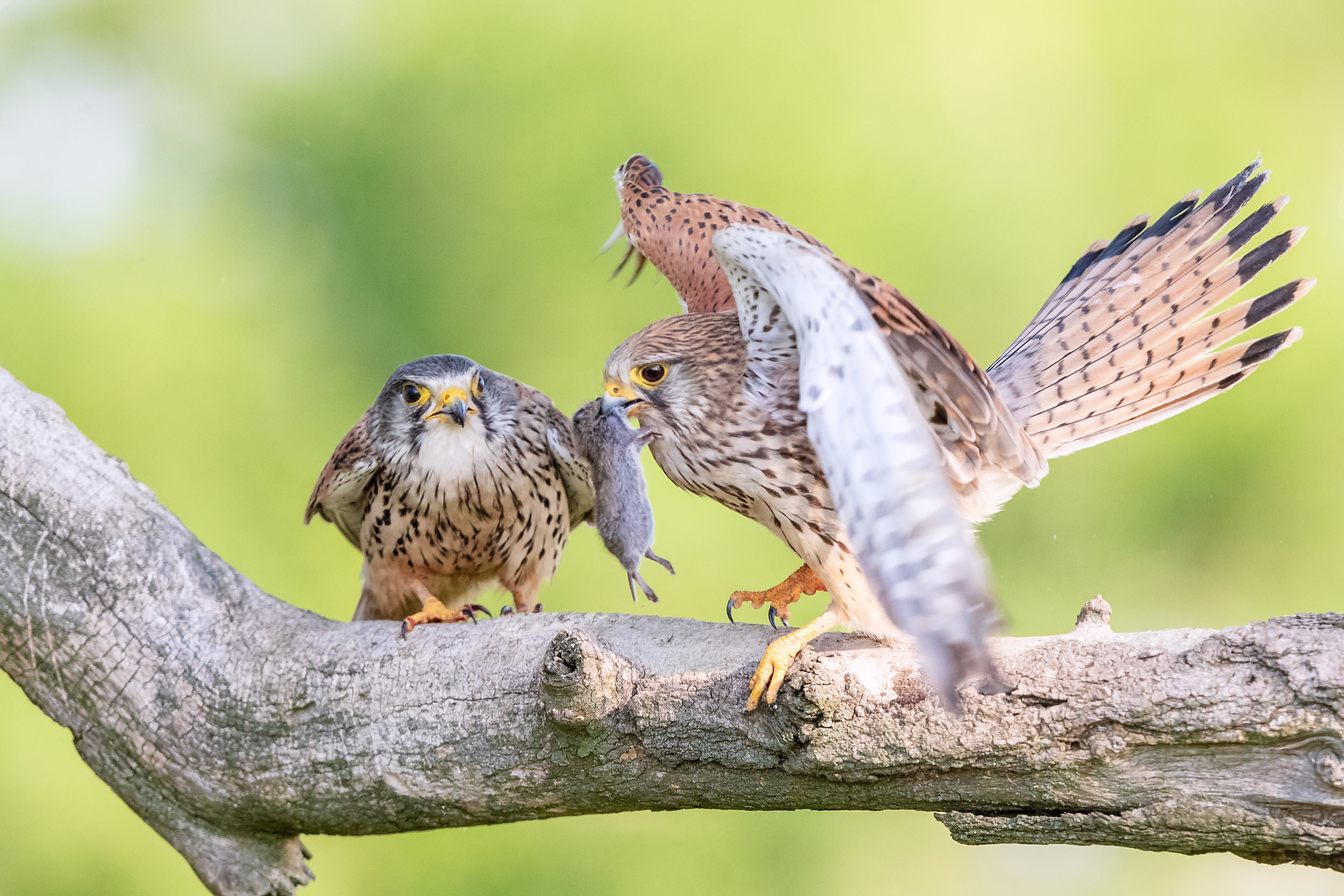 kestrels lab color _A8I1547.jpg
