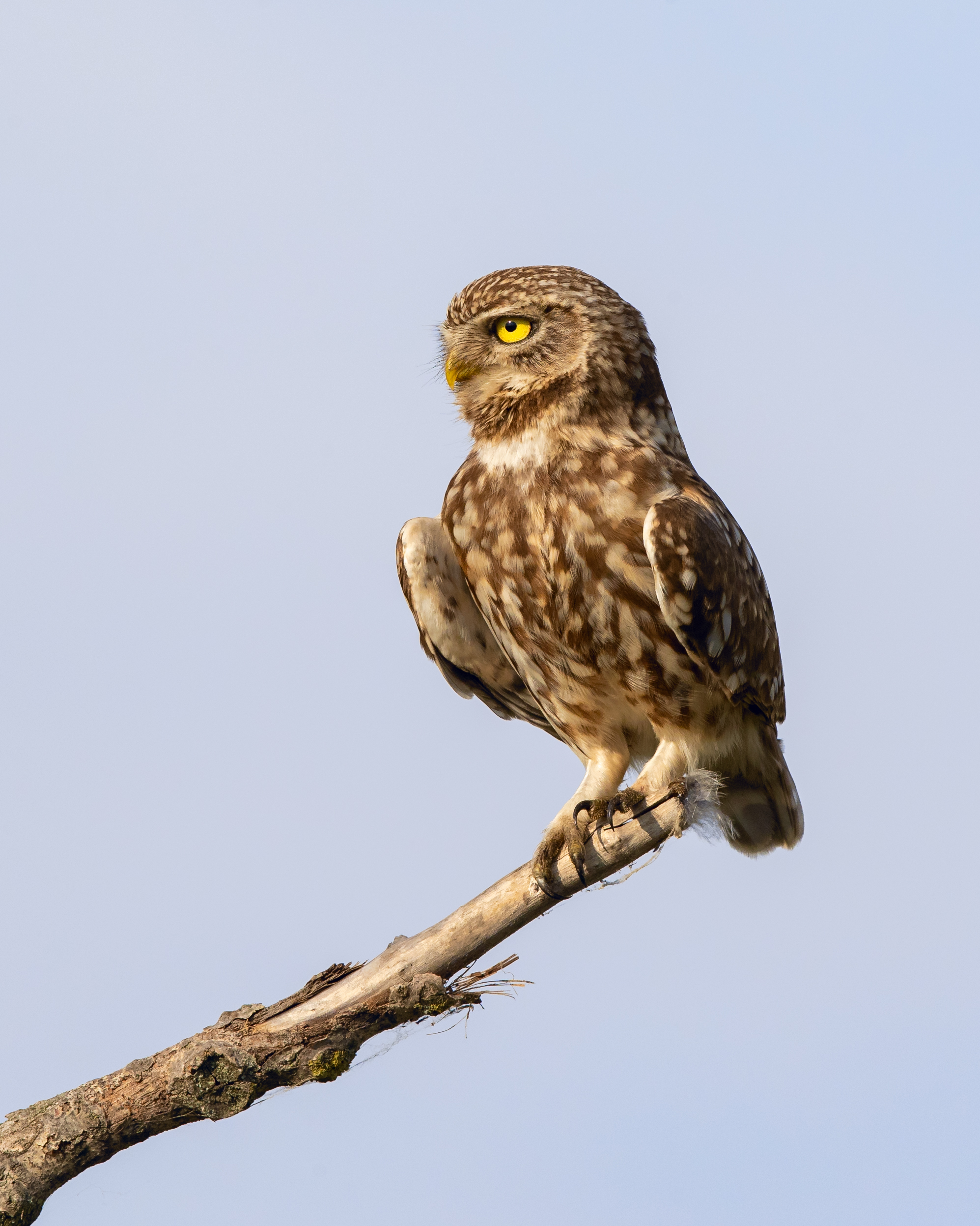 little owl lab color _A8I1119.jpg