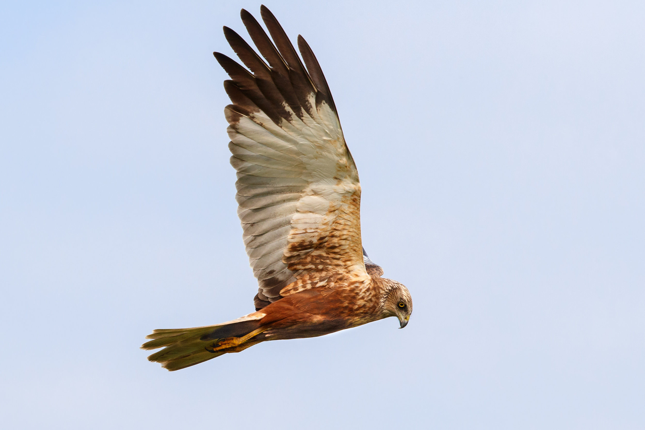 marsh harrier labcolor noise reduction_A8I4486.jpg