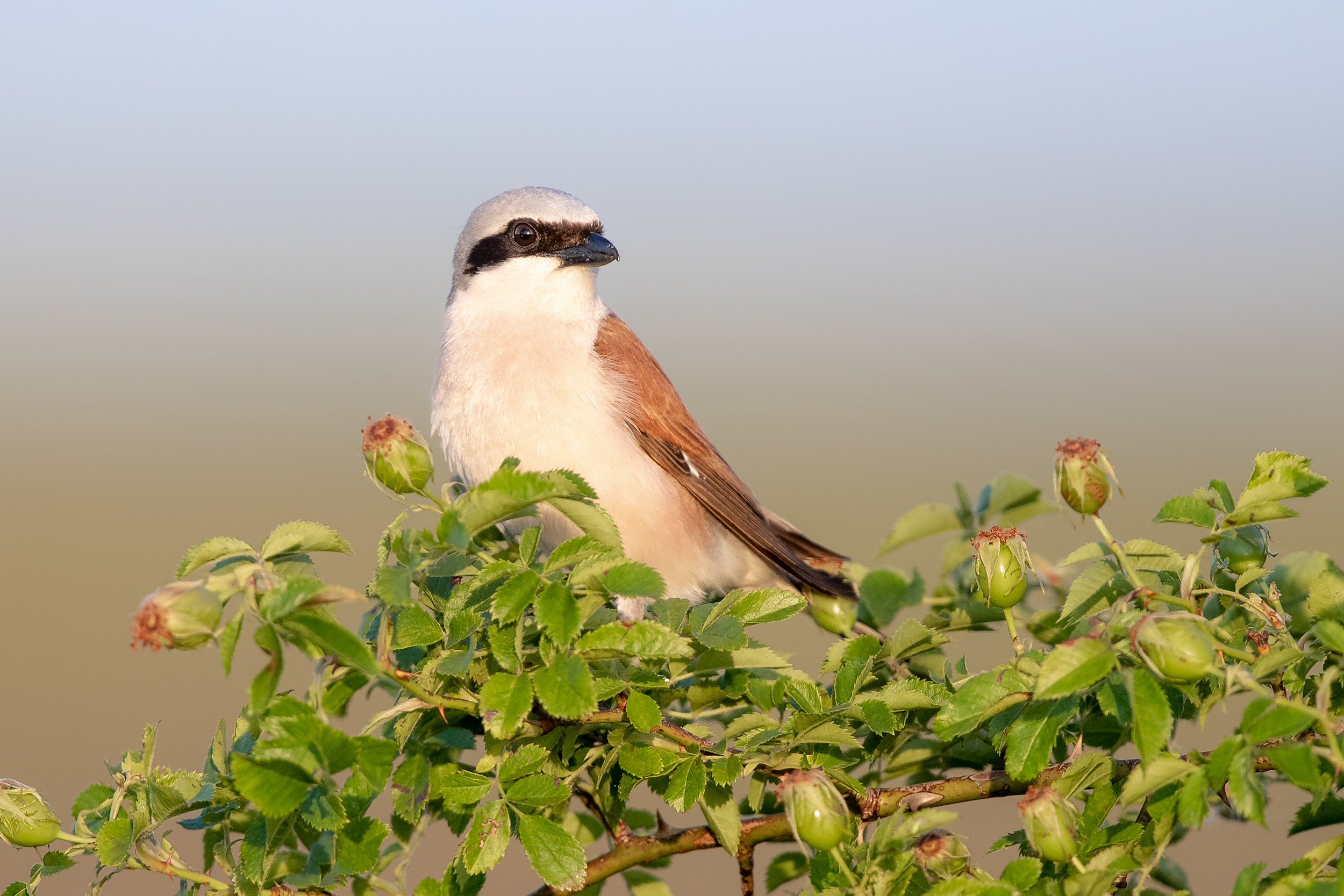 red-backed shrike _A8I2260.jpg
