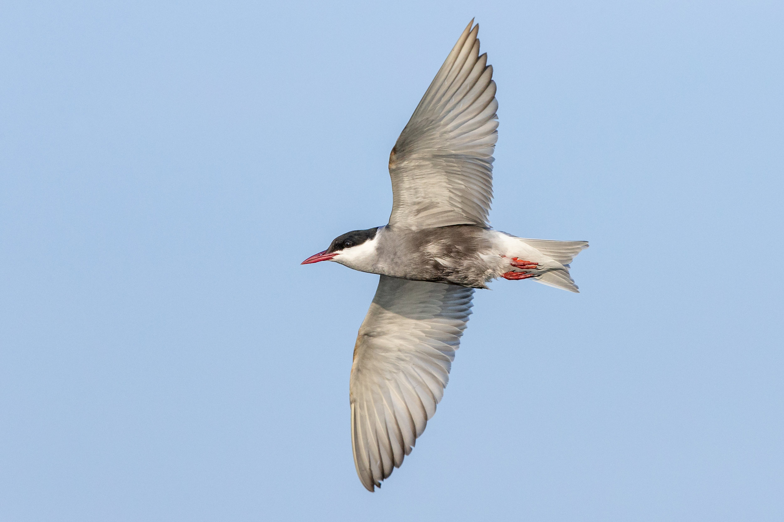 tern lab color_70R1044.jpg
