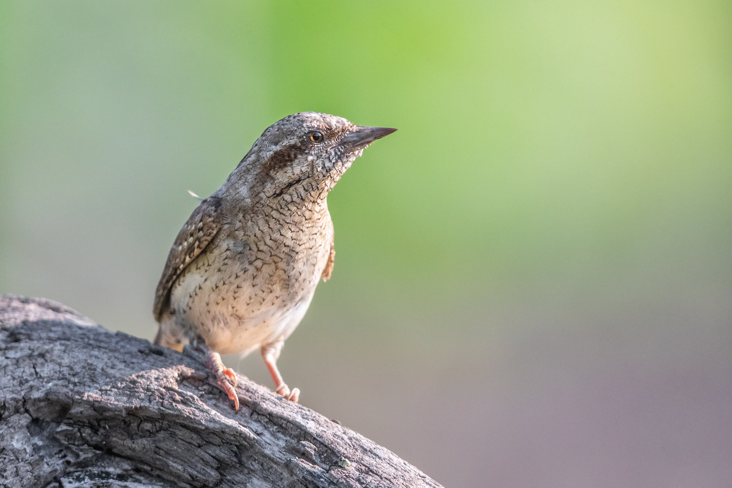 wryneck_A8I3936.jpg