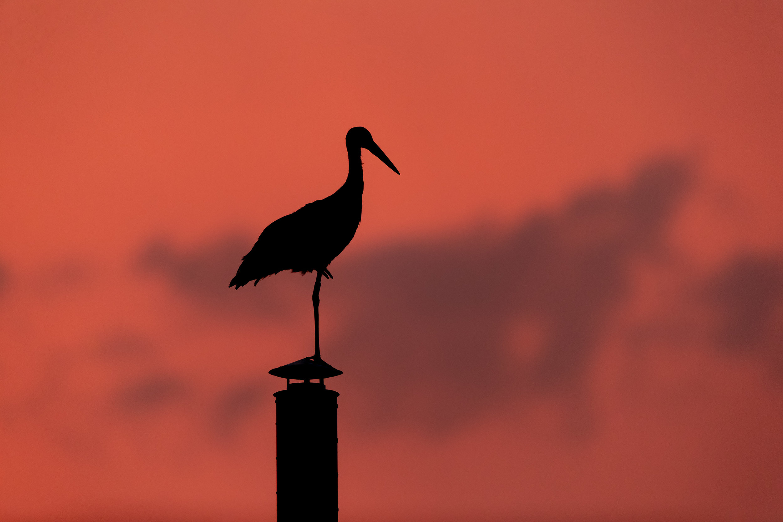 stork silhouette noise reduction _A8I1143.jpg