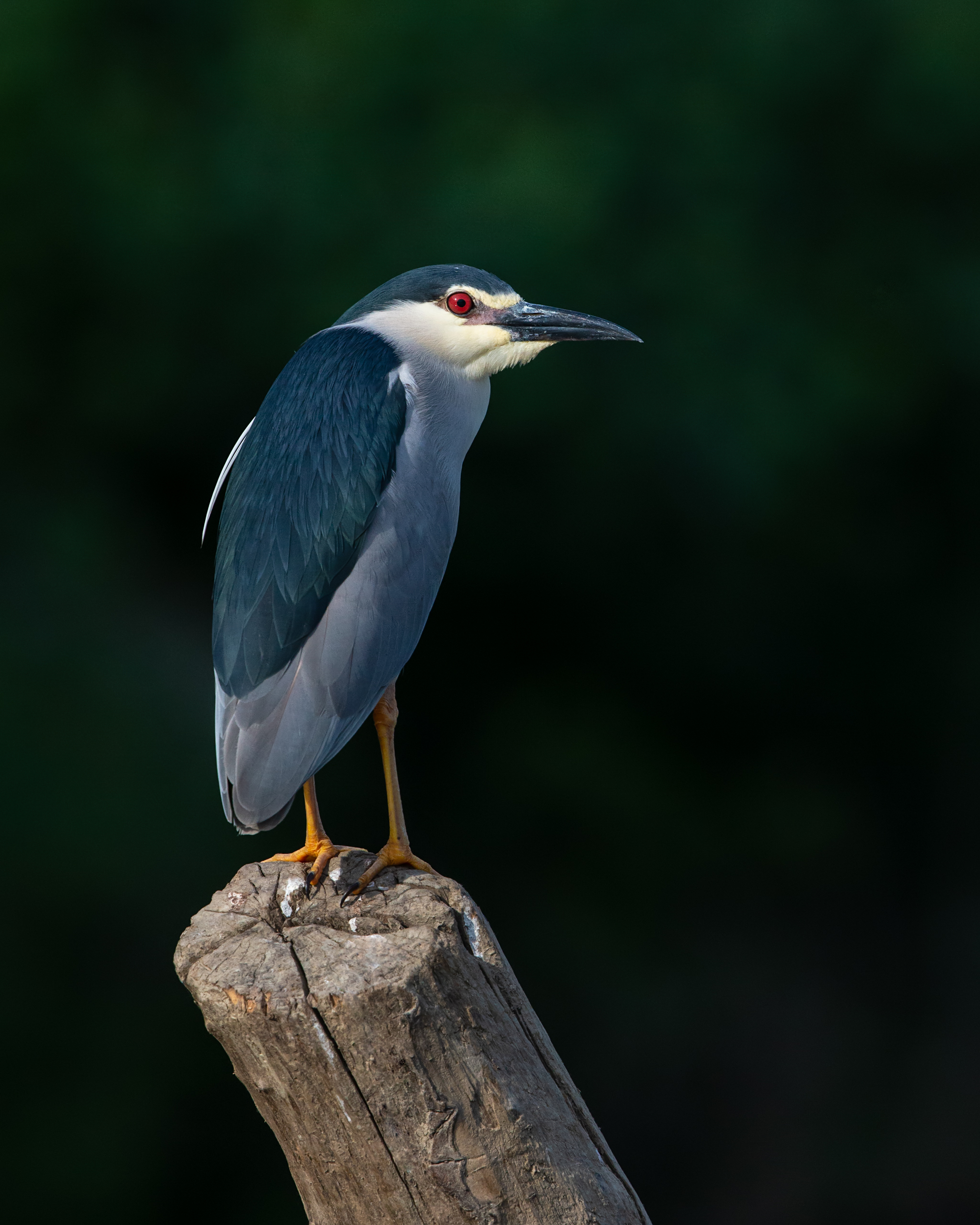 night heron noise reduction _70R0062.jpg