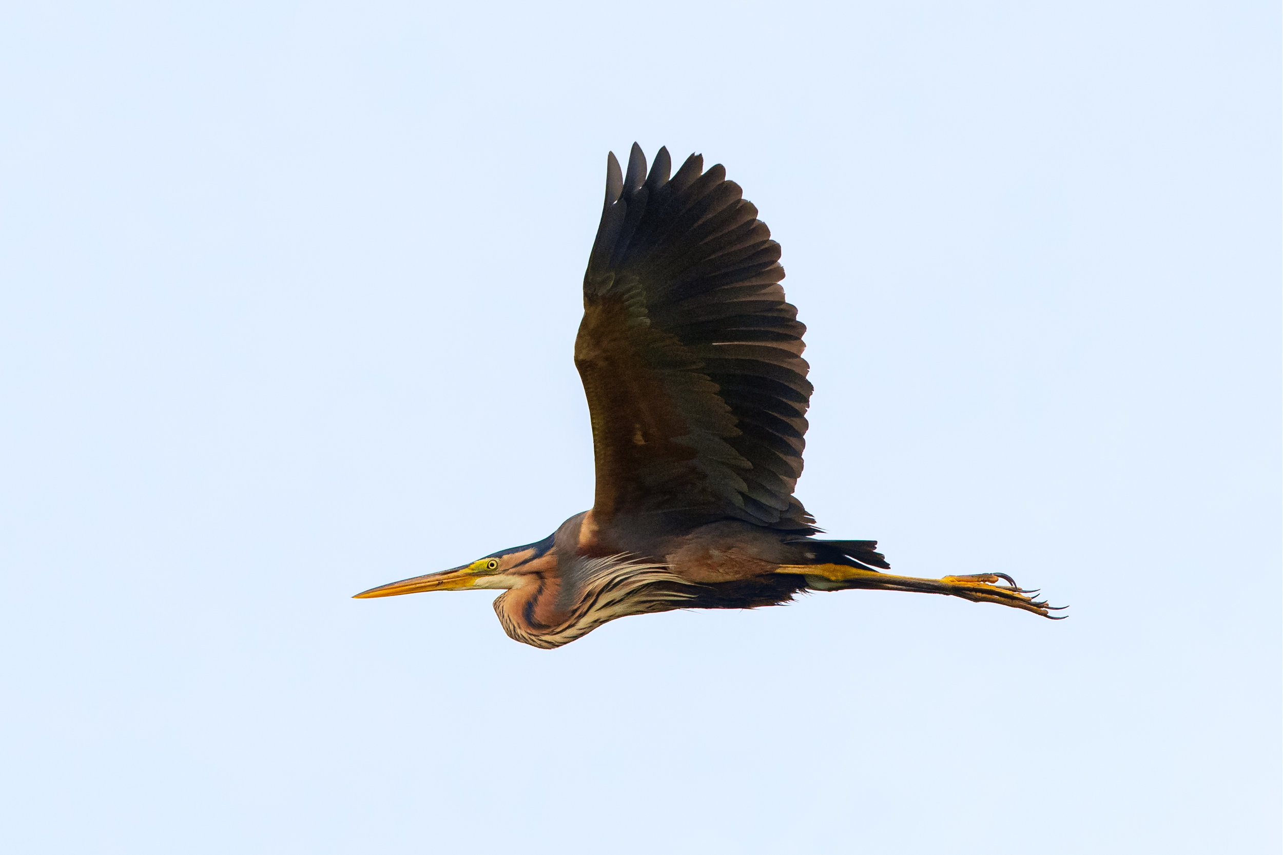 purple heron lab color noise reduction_A8I5396.jpg
