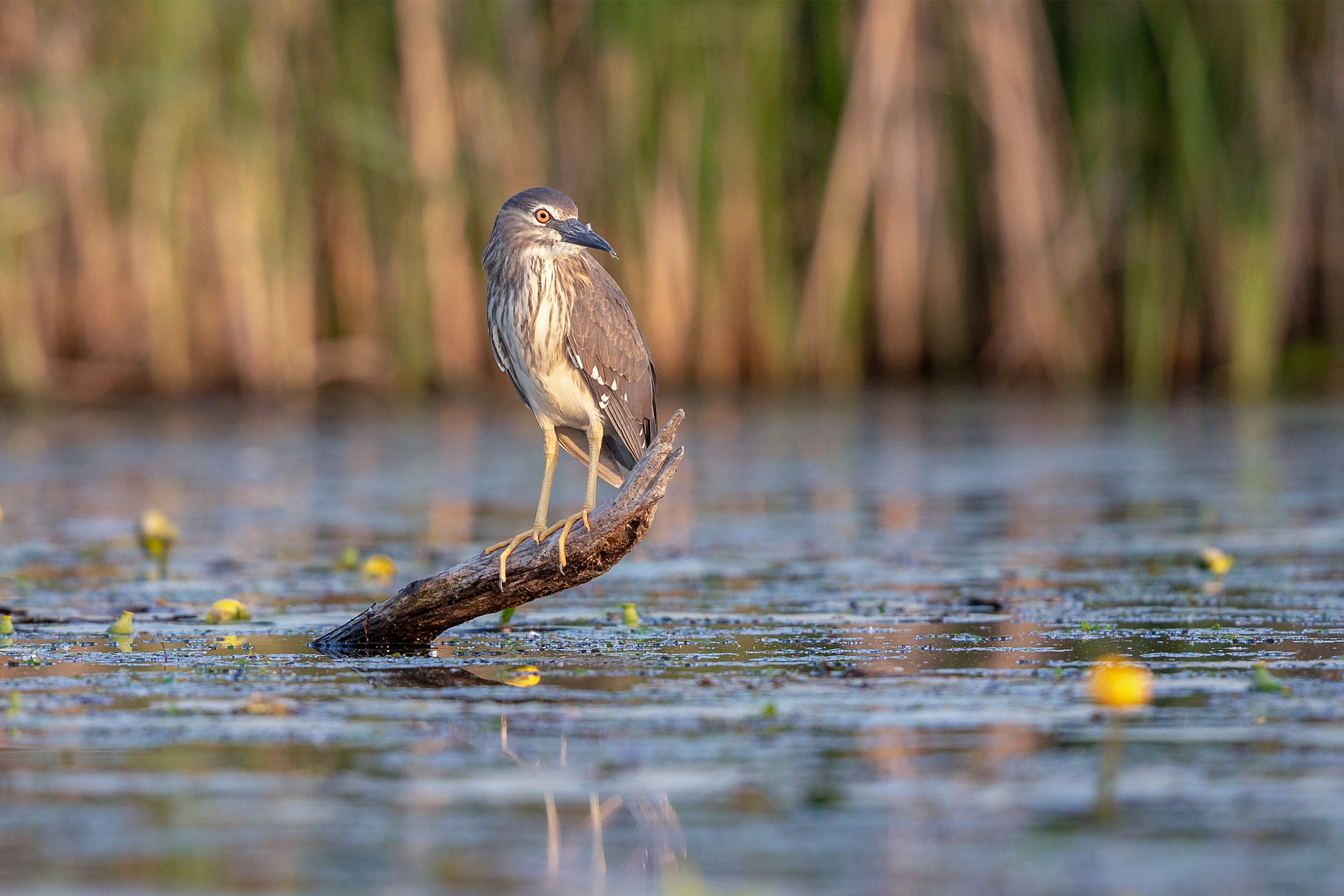 night heron noise reduction _70R1172.jpg