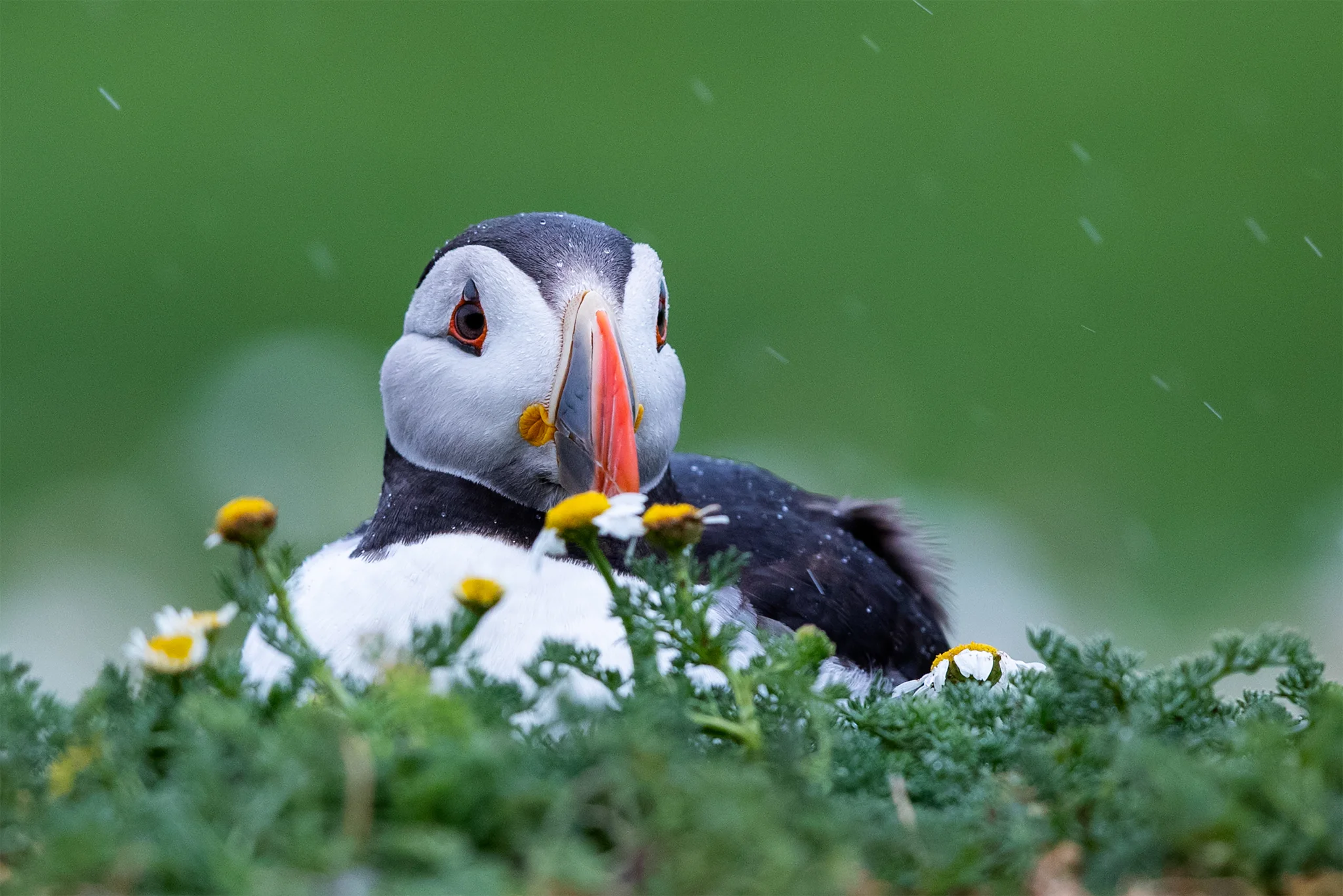 puffin noise reduction _A8I8093.jpg