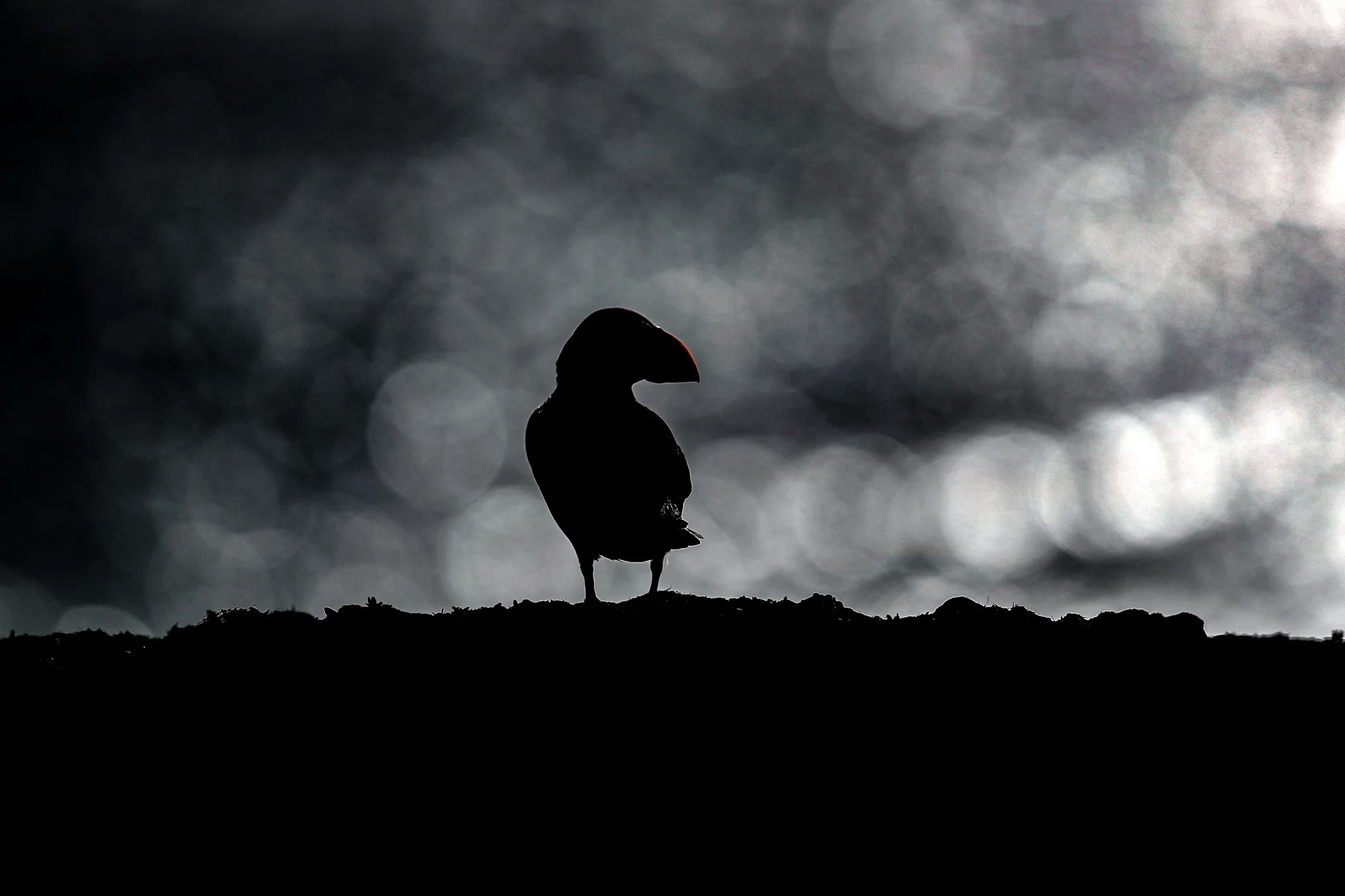 puffin _A8I6172.jpg