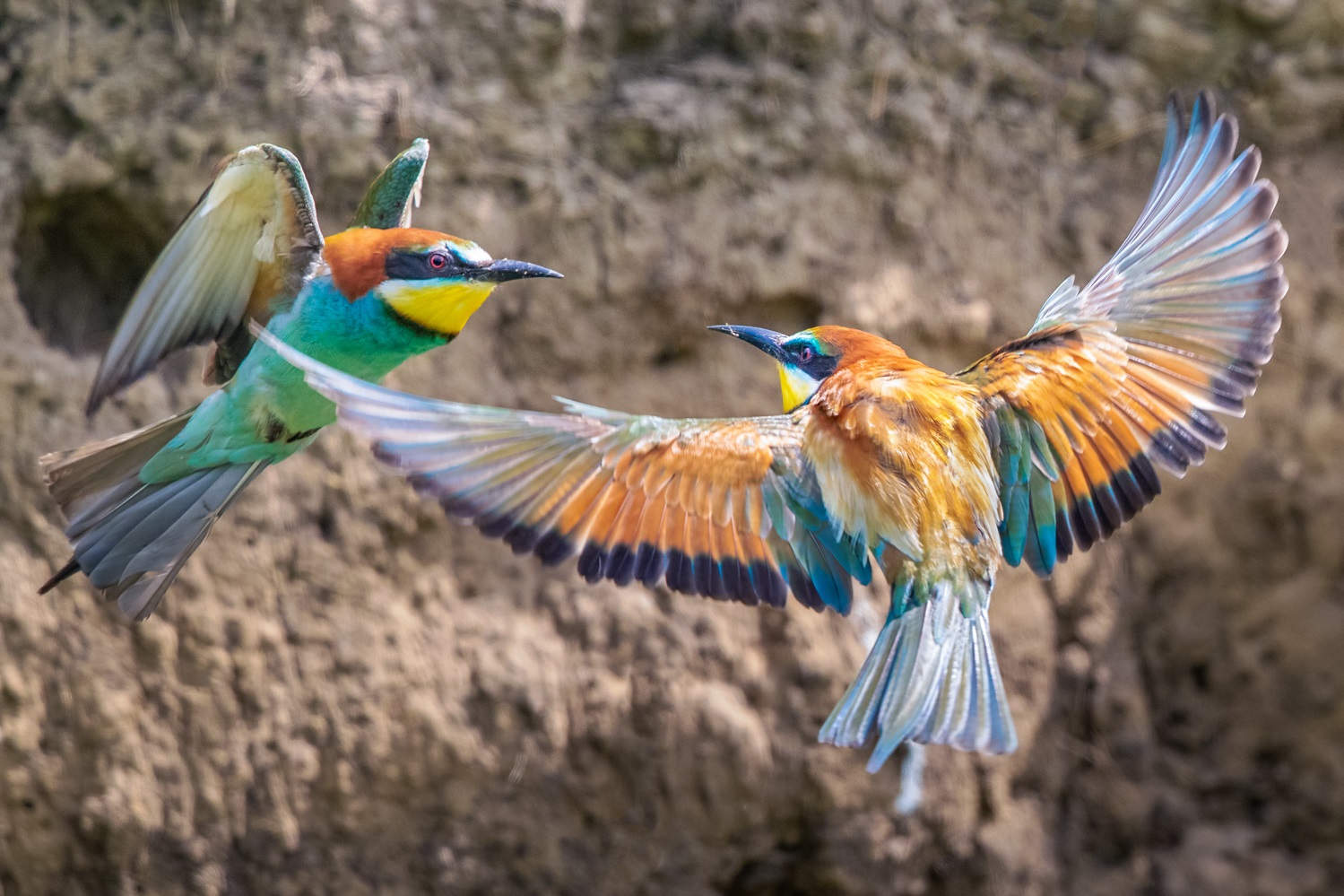 European Bee eaters fighting over a nest site, Hungary May 2019 1DX II, 500mm f/4 II + 1.4x III, 1/2500, f/7.1, ISO 2000, tripod with Uniqball head, pop-up hide