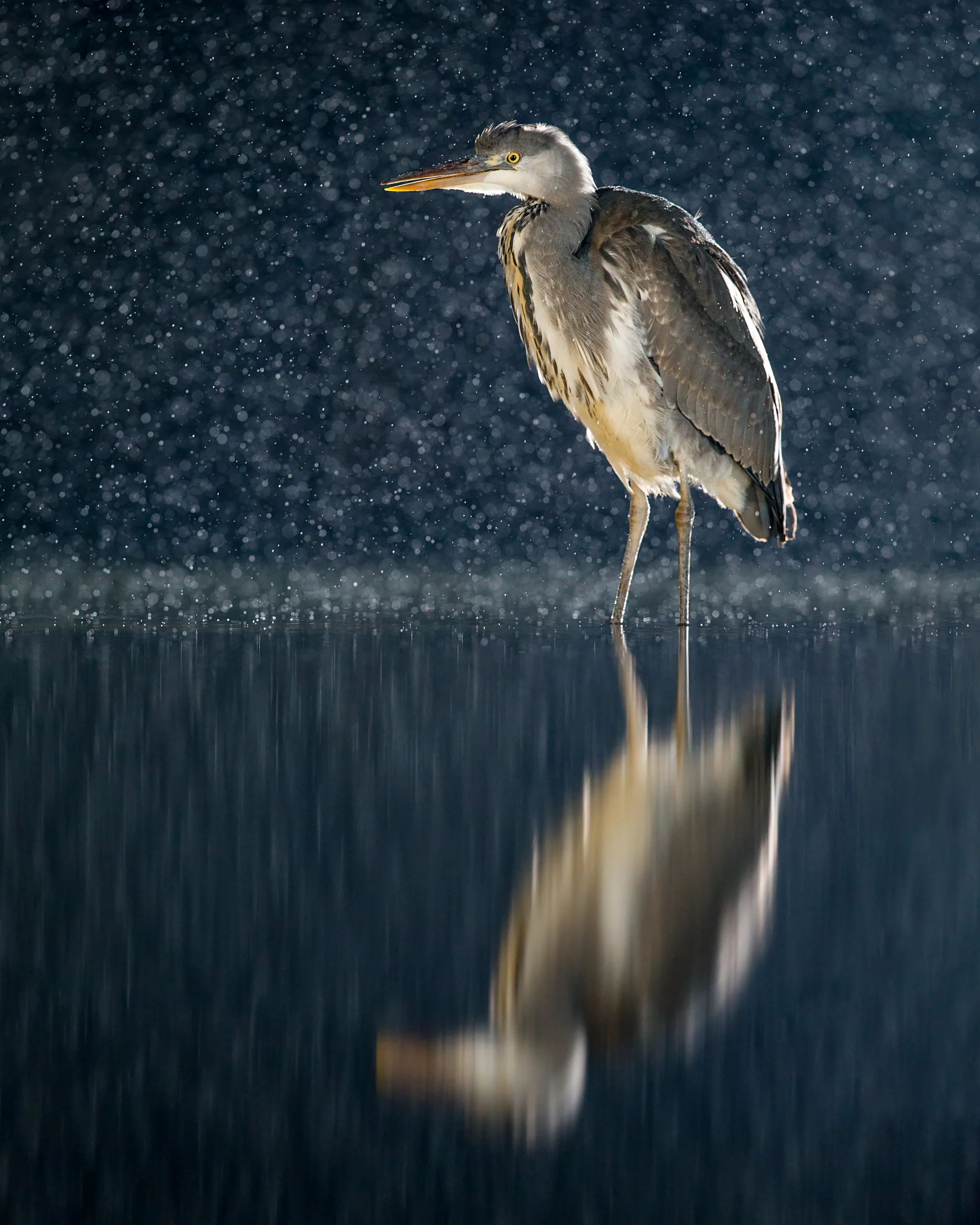 Image 04: Heron at night backlit with two speedlights, left and right high out of shot, and two front flashes to light the front of the bird. If you prefer a silhouette then you don’t need the front flashes. Also taken at Wildlife Photography Hides’ Pond Hide.