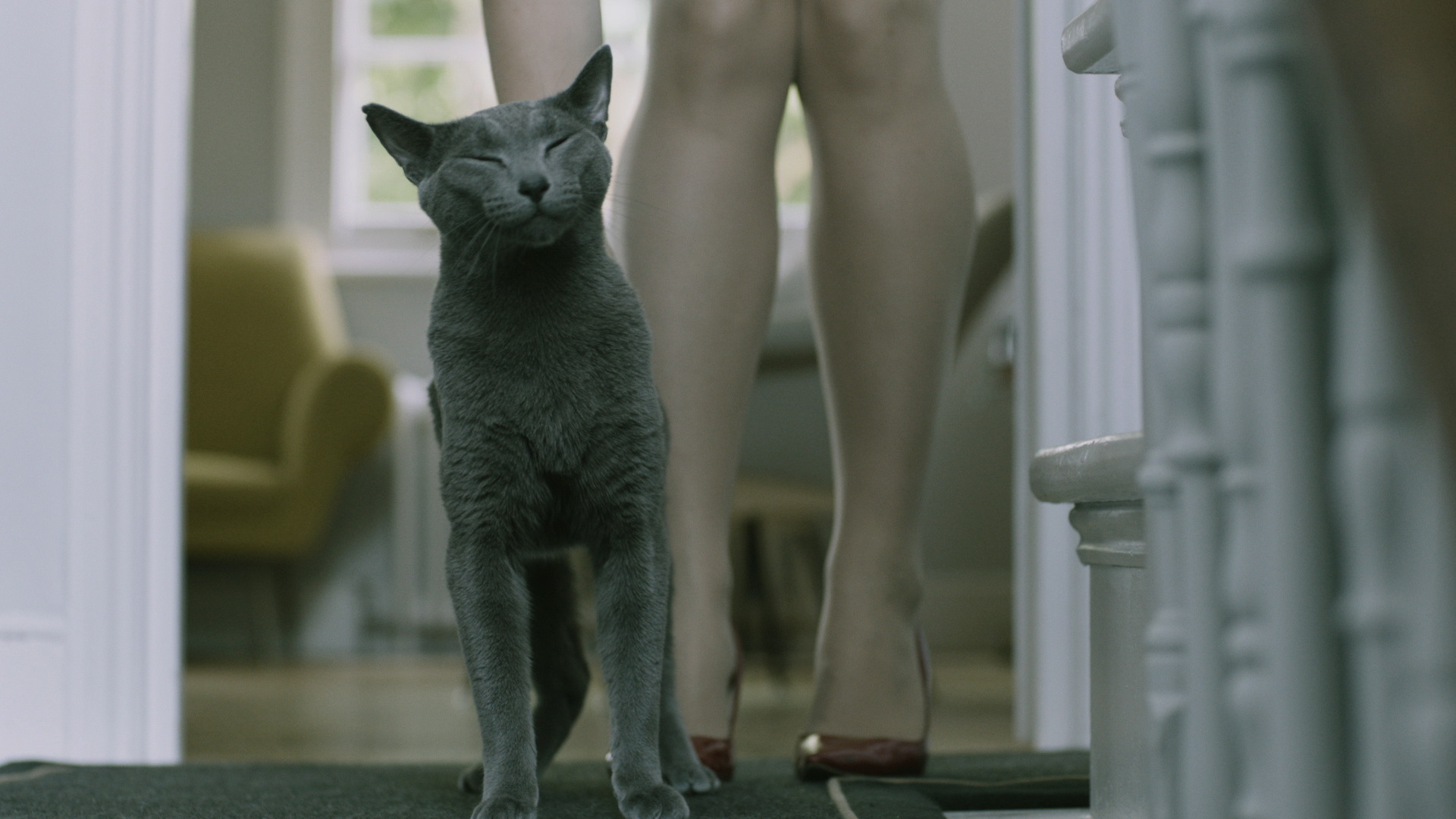 cat and legs.jpg