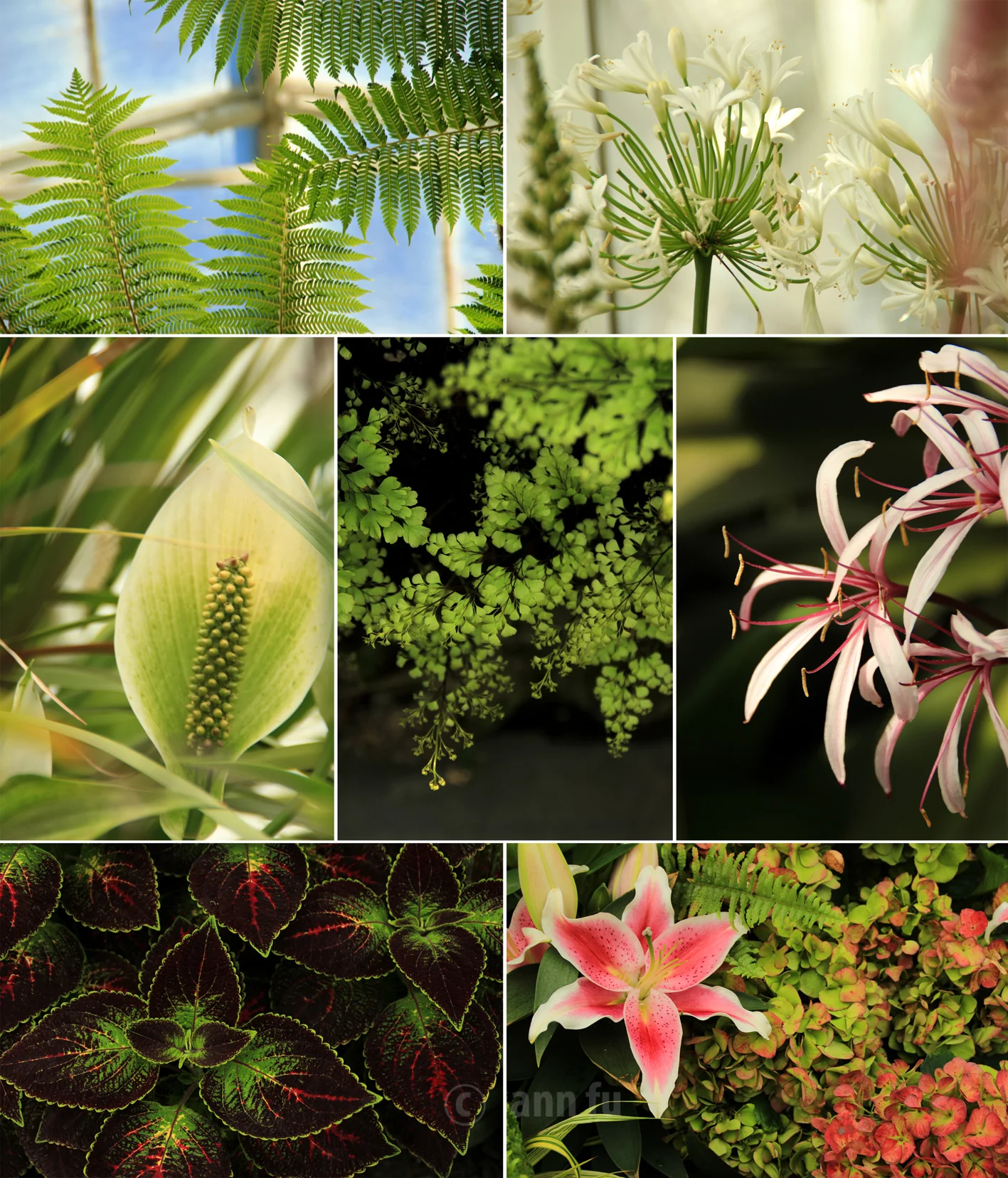 volunteer park conservatory, seattle, wa august, 2015