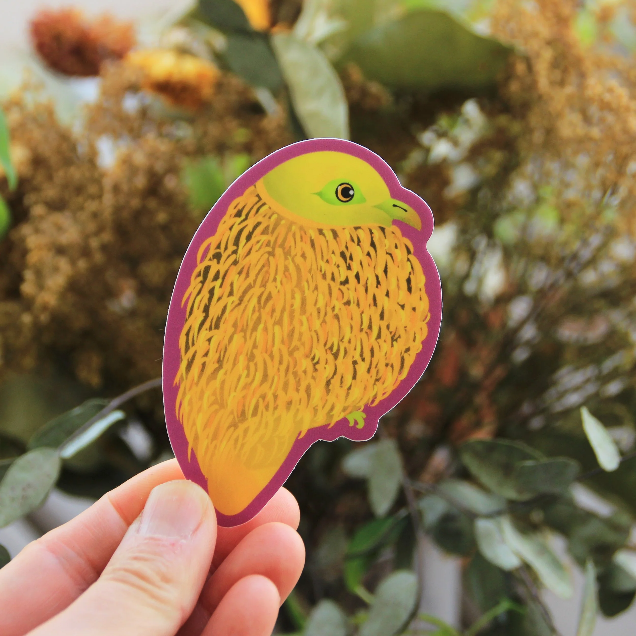 golden fruit dove scale.JPG