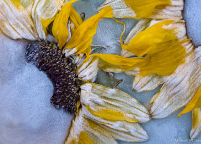 Sunflowers-I.jpg