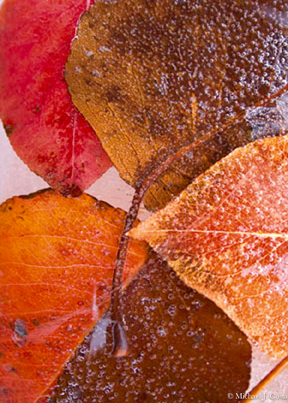 Fall Leaves.jpg