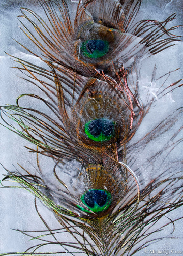 Peacock Feathers II.jpg