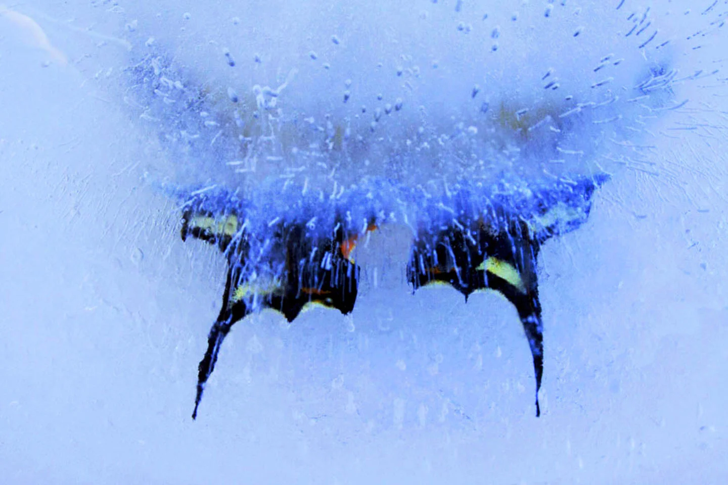 Frozen16-4x6.jpg