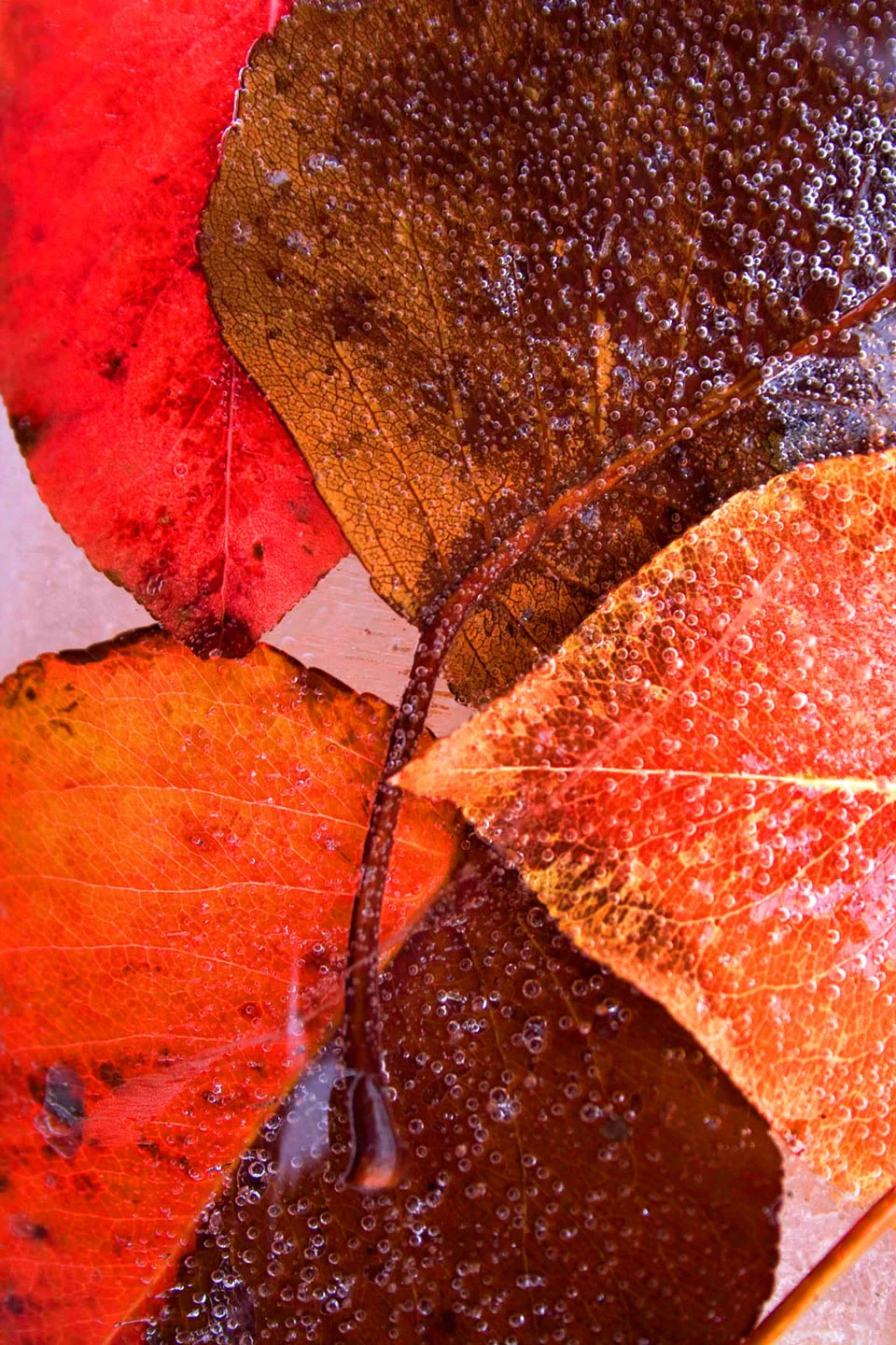 ColoredLeaves.jpg