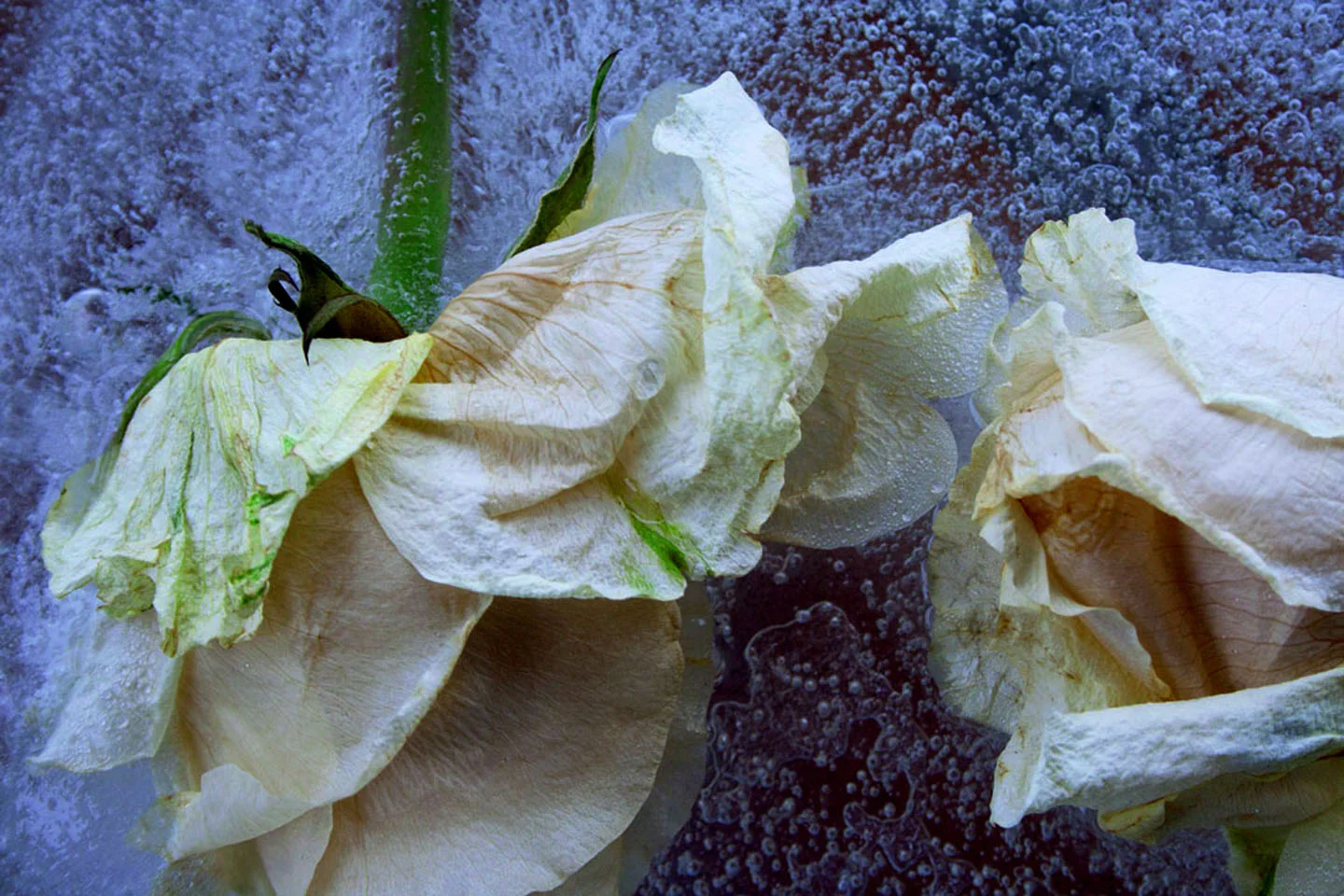 Costa_Michael_ J.2 _White_Roses-4x6.jpg