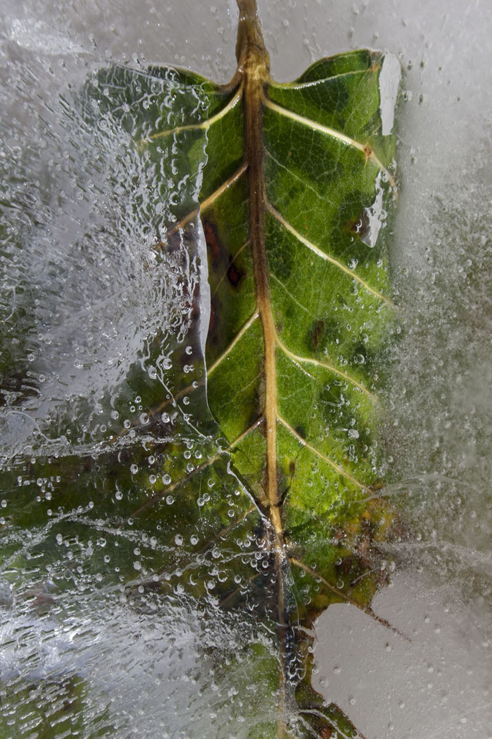 Costa_Michael_ J.5_Leaf-V-4x6.jpg