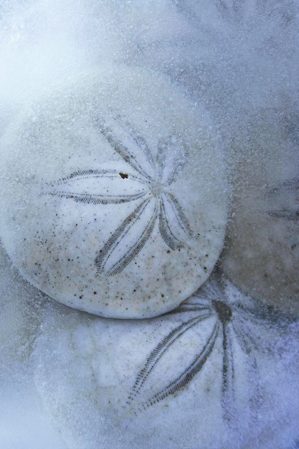 Frozen-3.jpg