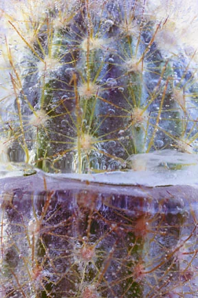 Frozen-4x67.jpg