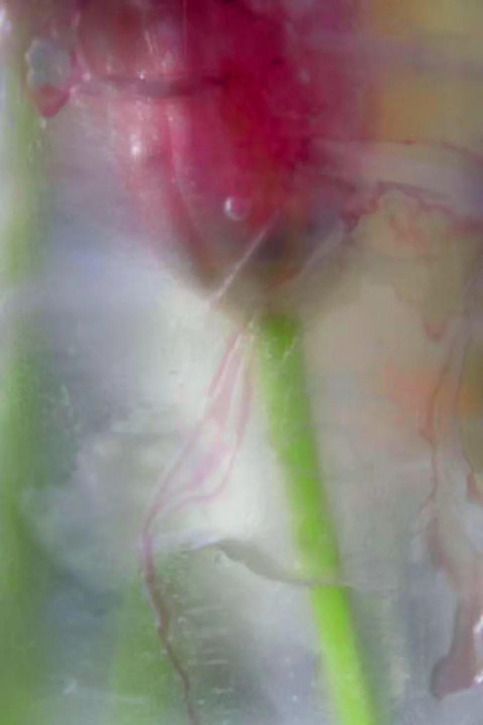 Frozen12-4x6.jpg