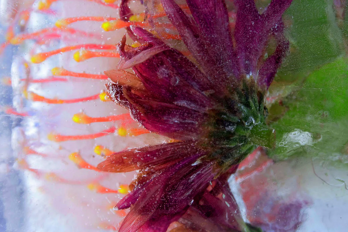 Frozen13-4x6.jpg