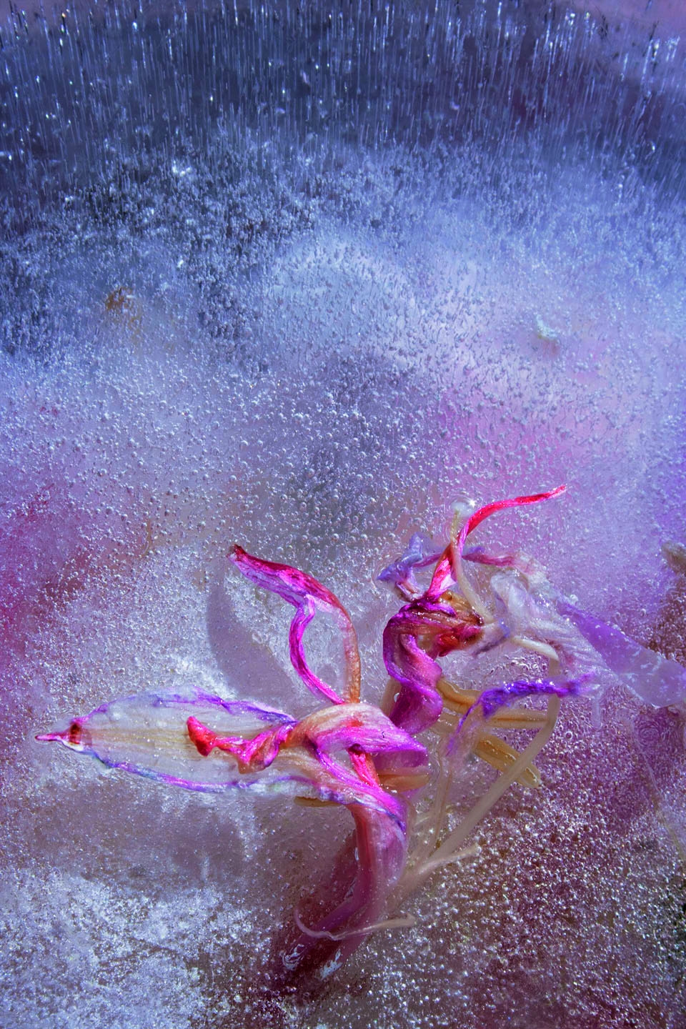 Frozen II_MG_6346.jpg