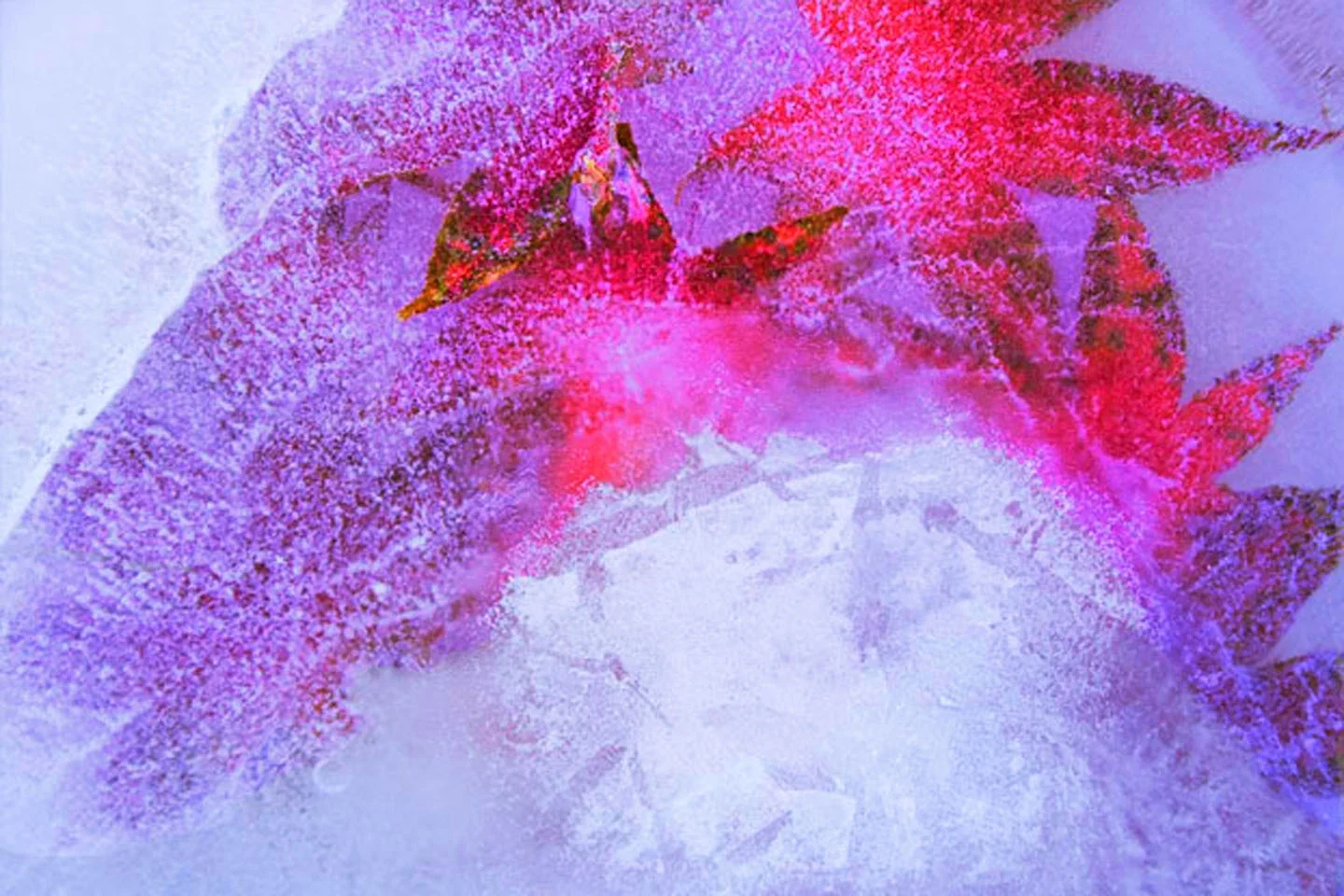 Frozen15-4x6.jpg