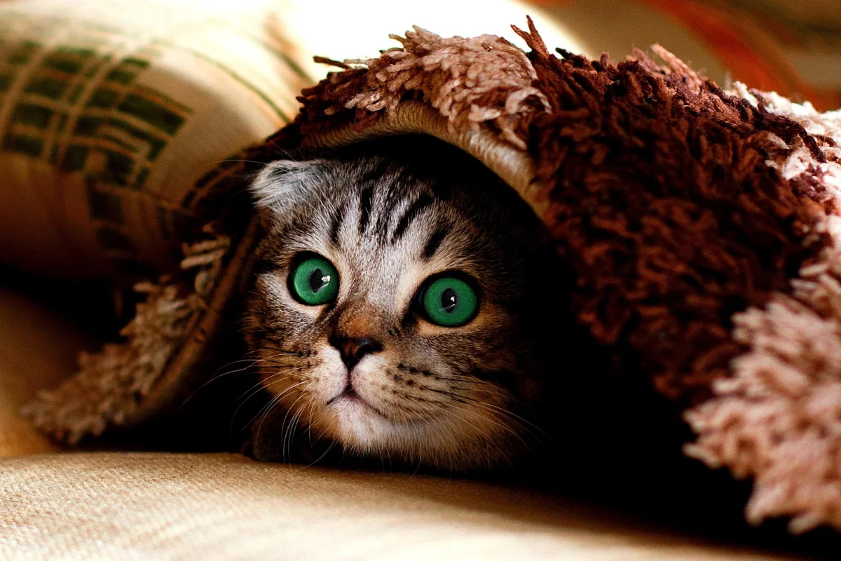 peeking cat 2.jpg