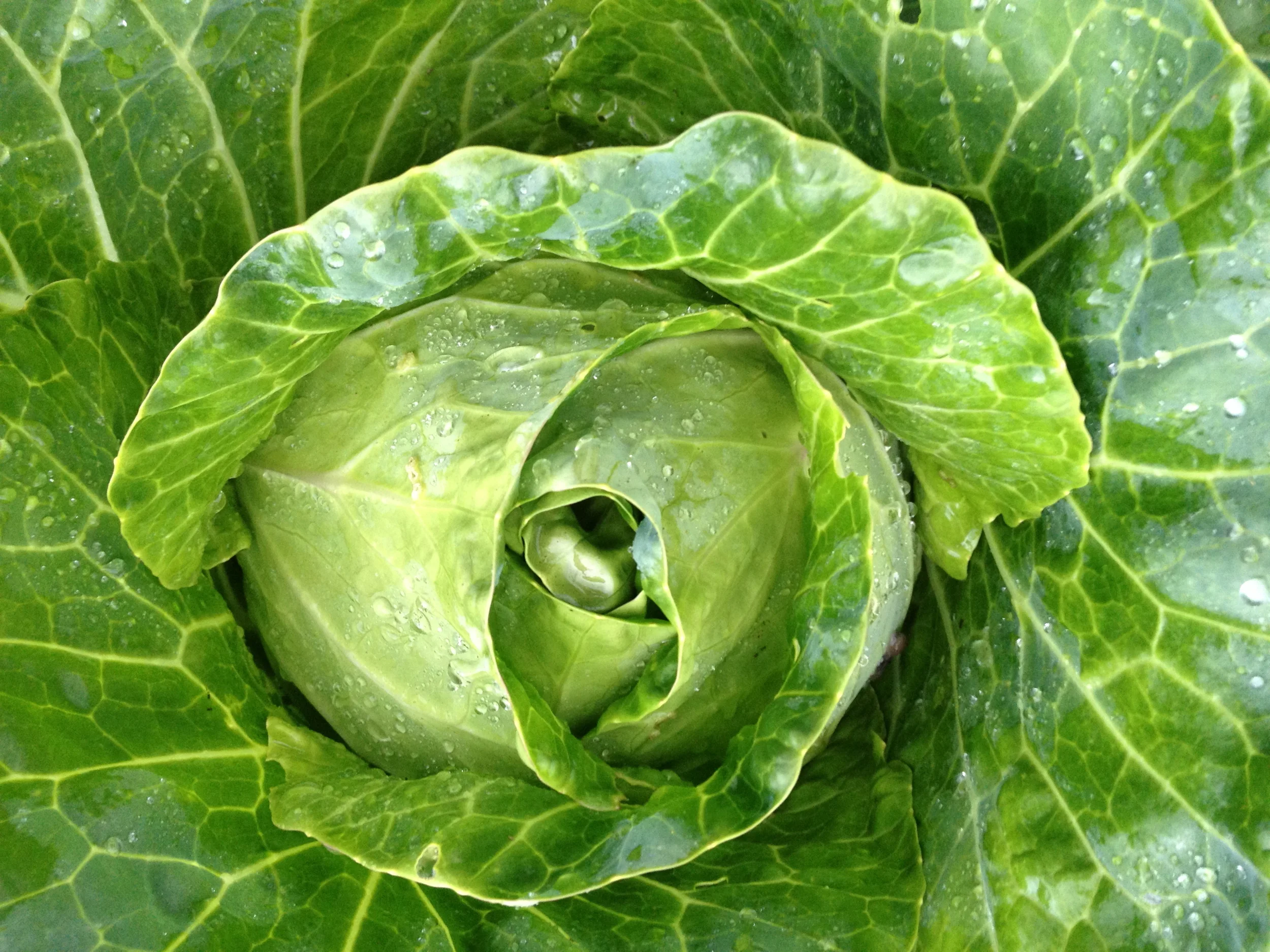 ChefTetonFermentation.jpg