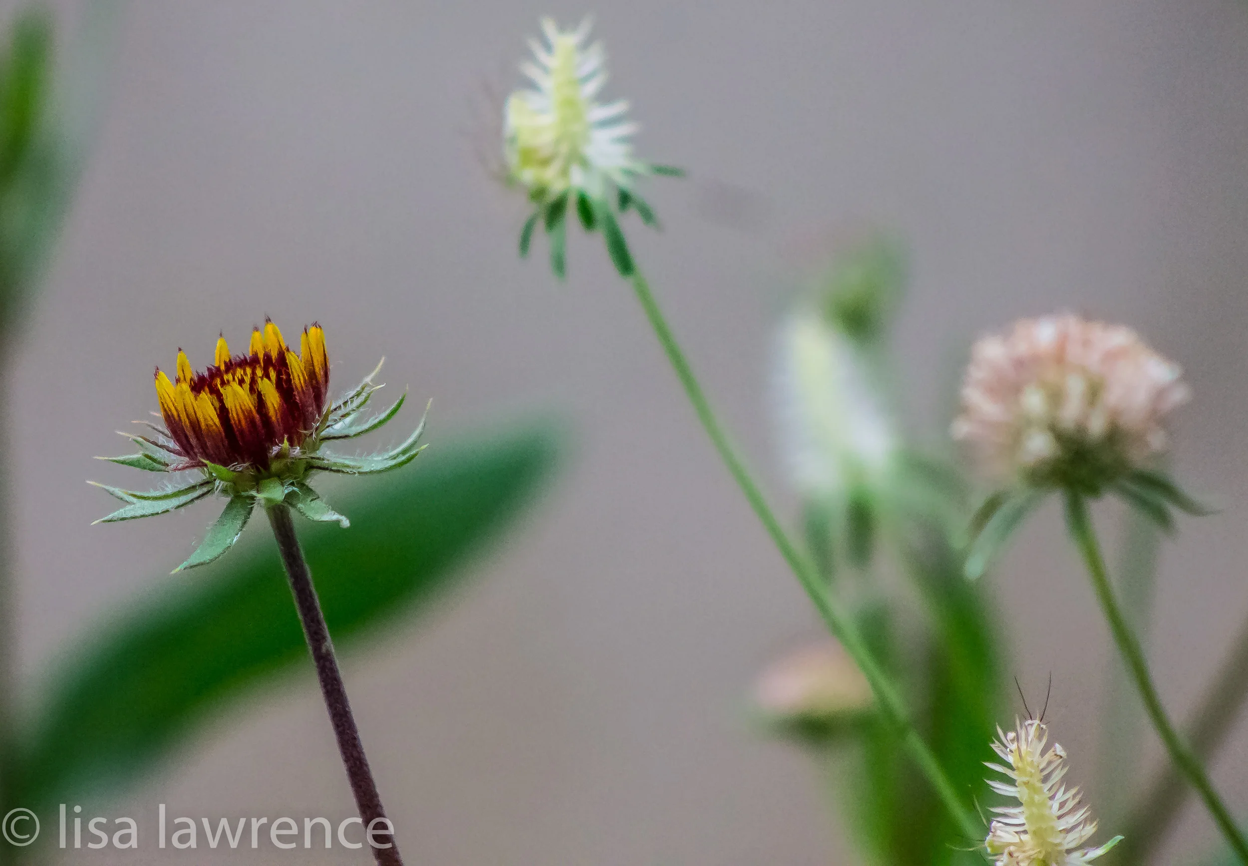 Flower blend-1.jpg