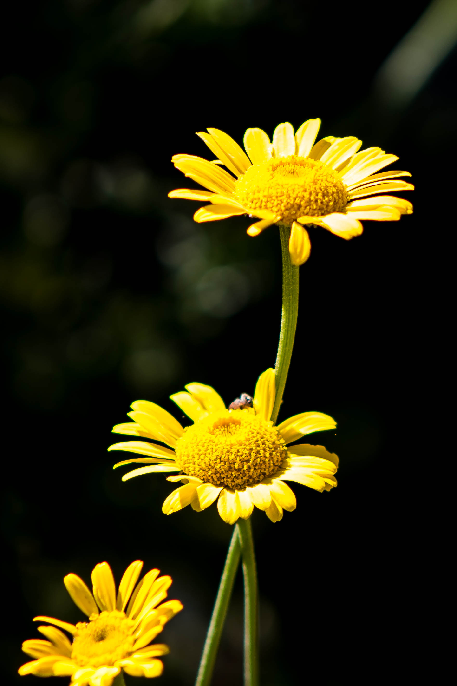 yello.jpg