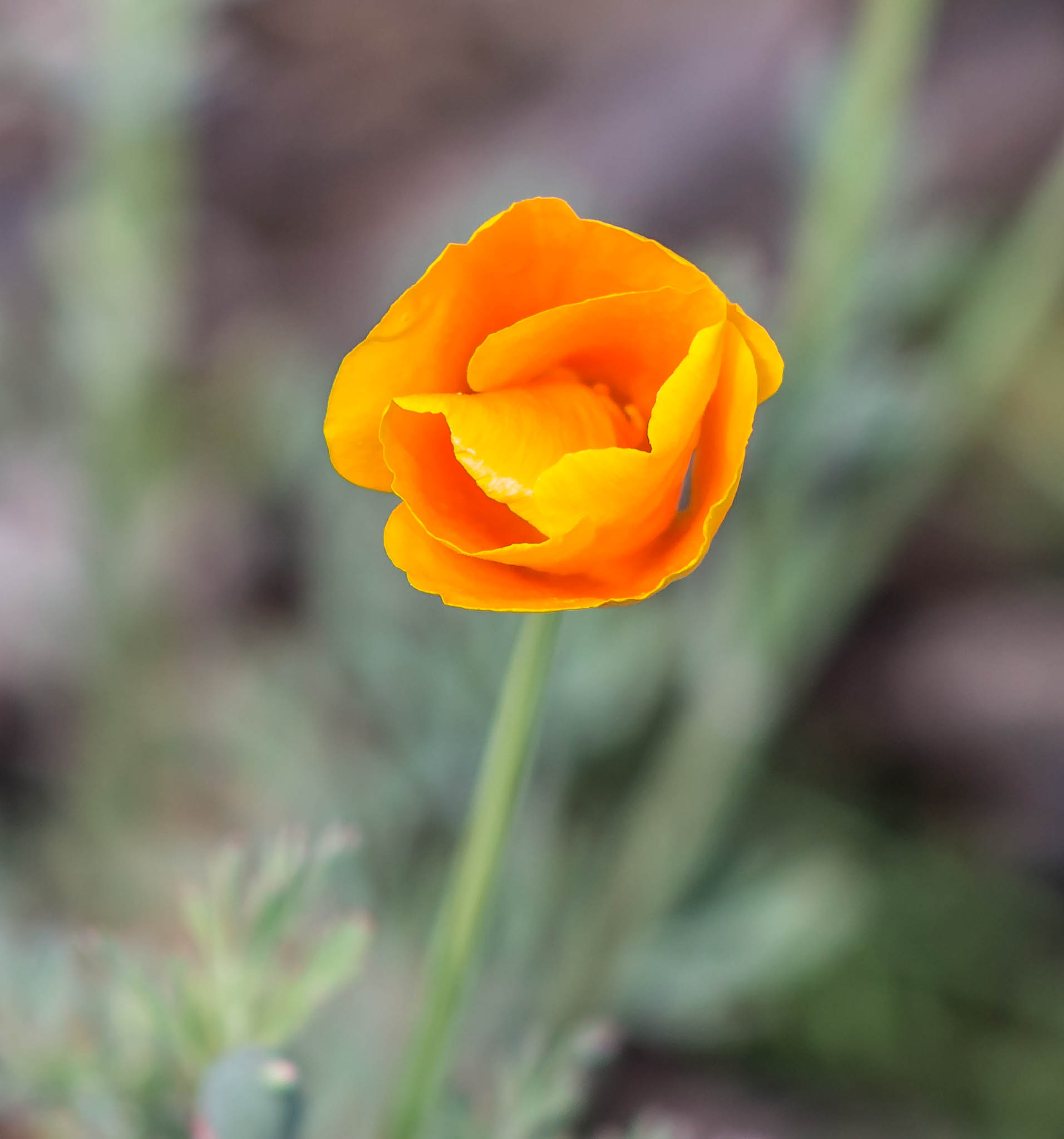 orange2.jpg