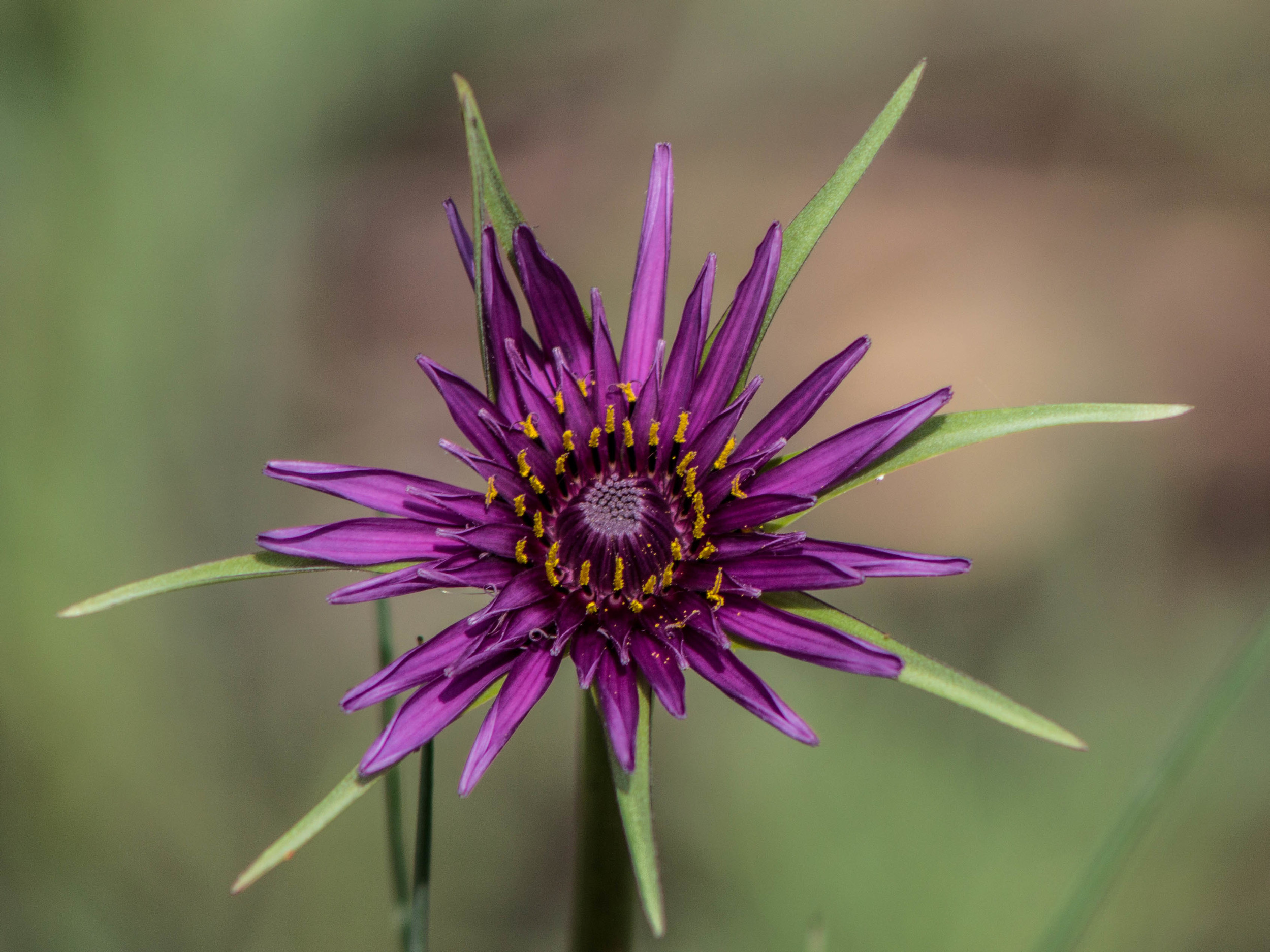 purples.jpg