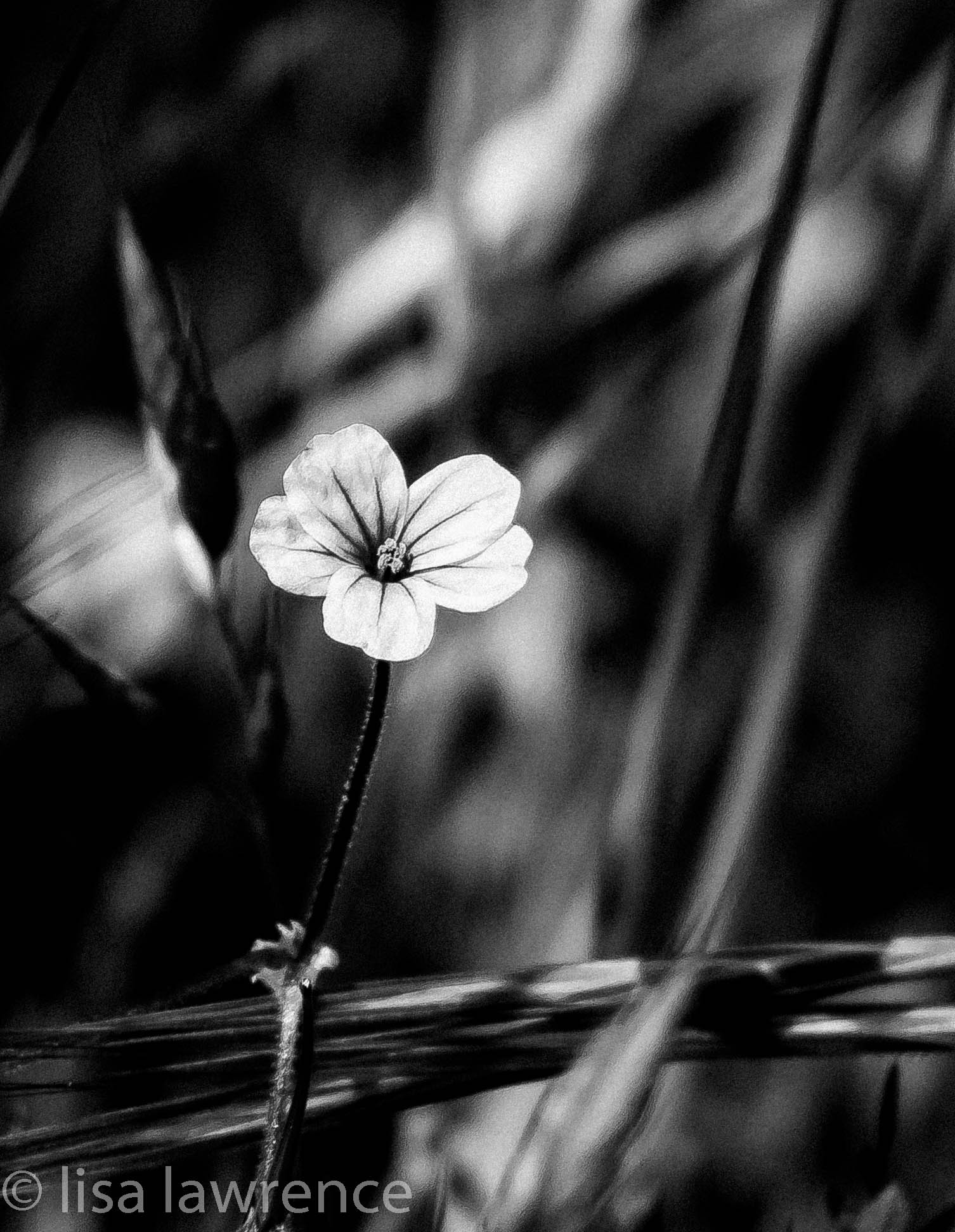 BW flower.jpg