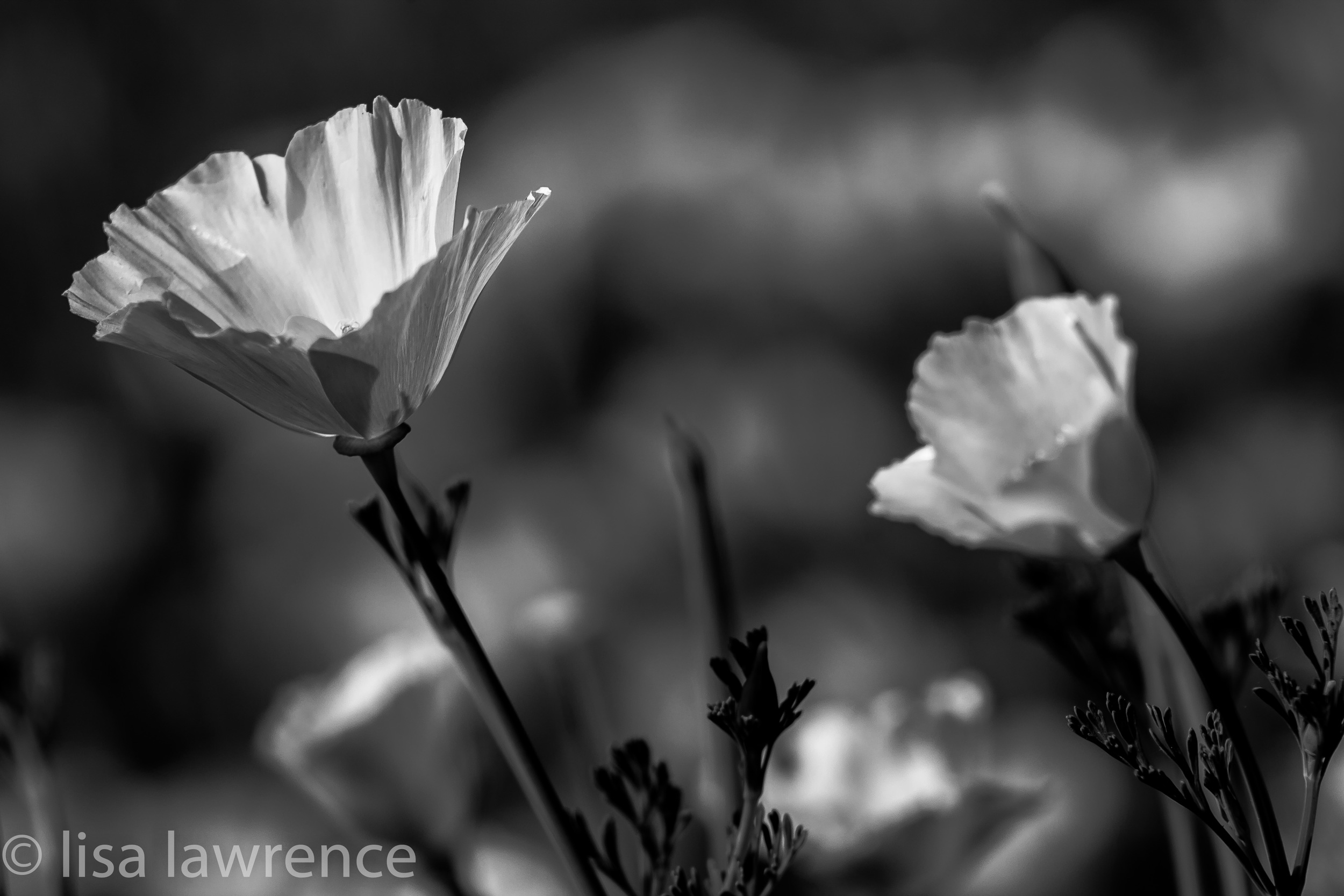poppies2.jpg