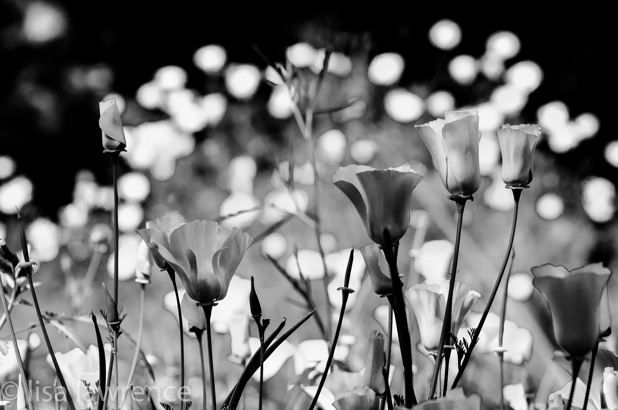poppy field.jpg