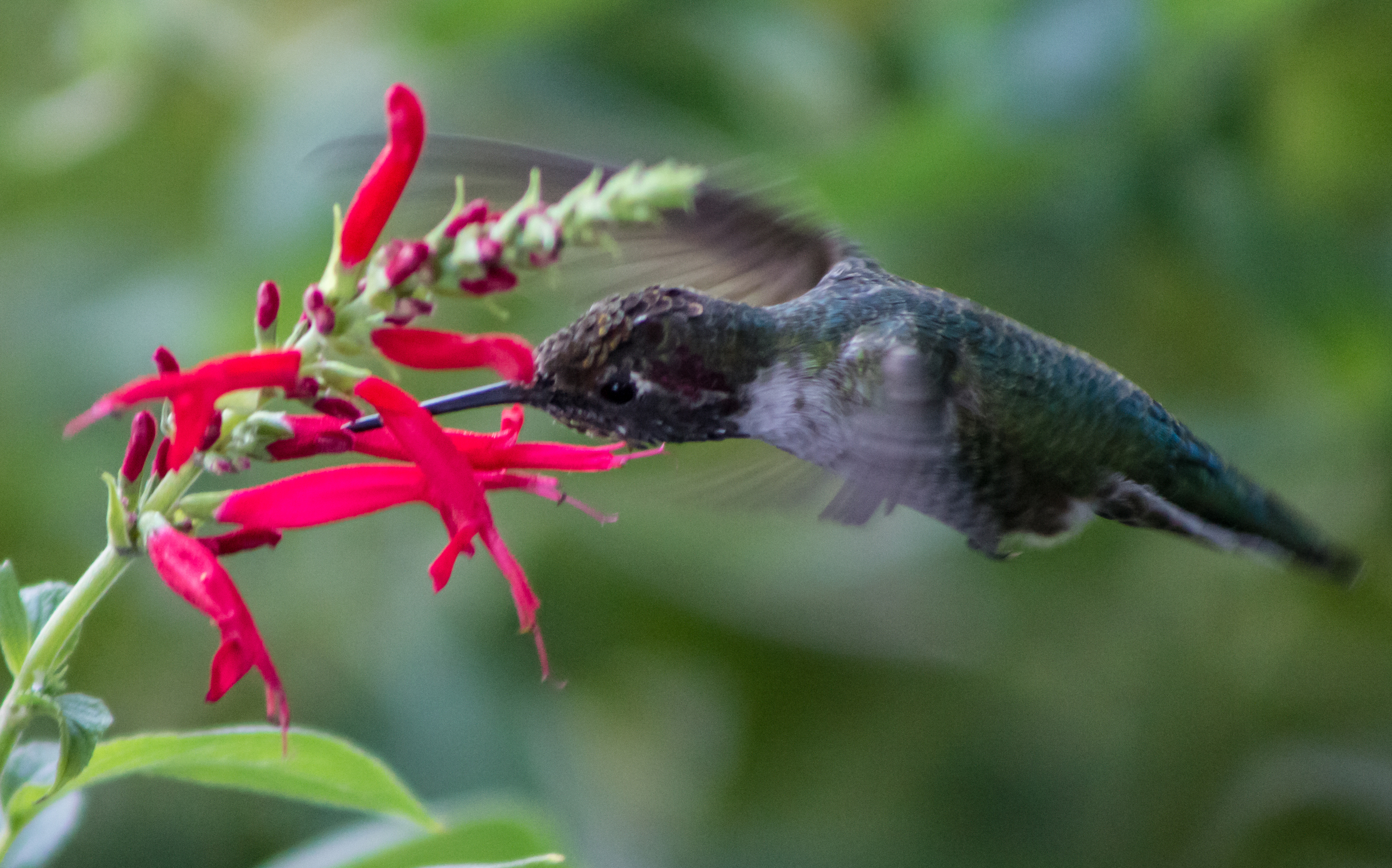 feeding hb2-1.jpg