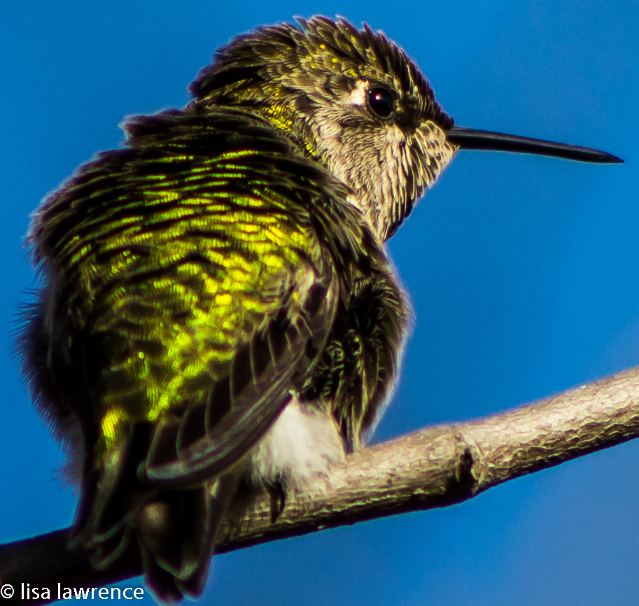 Humming Bird