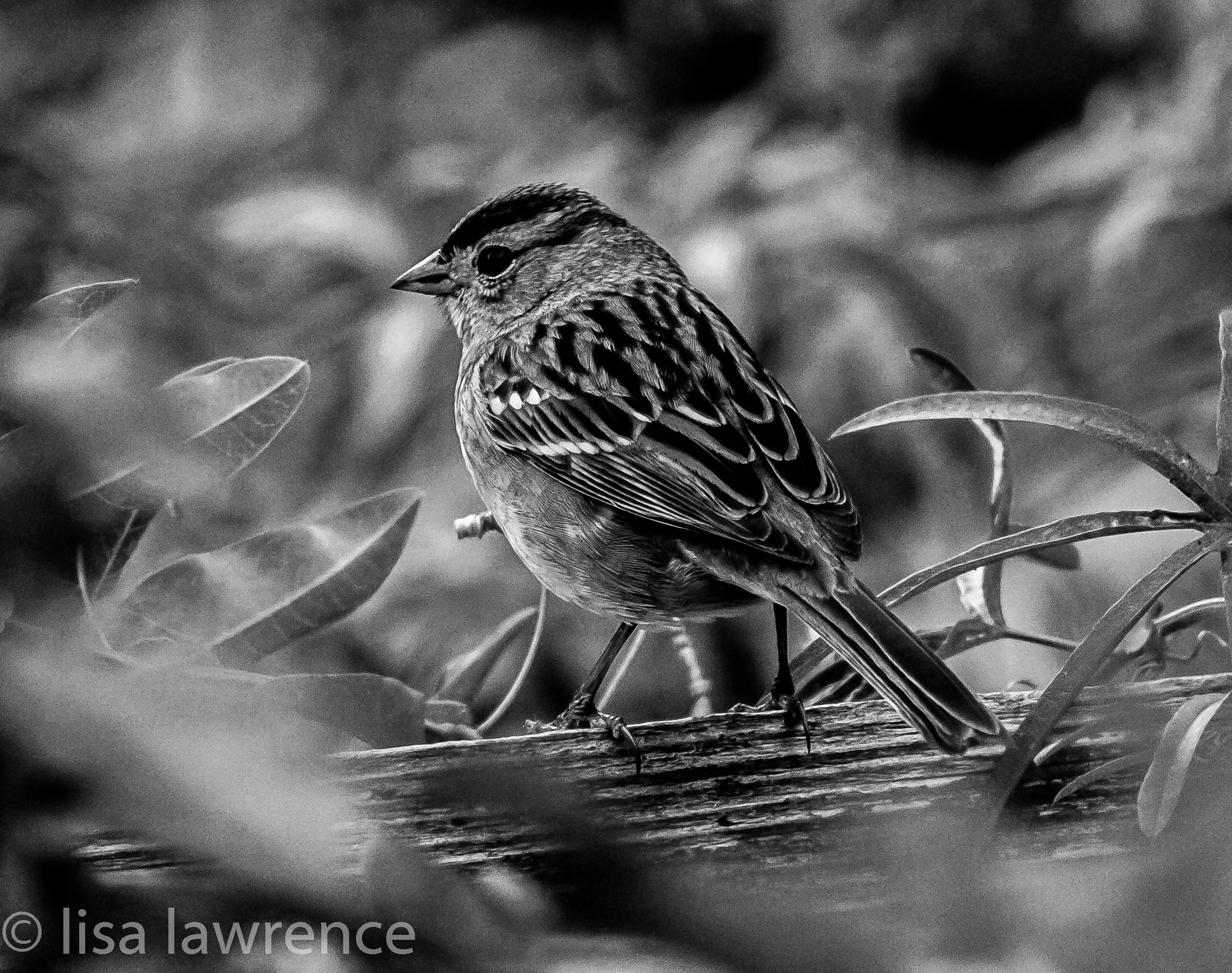 Brown Bird