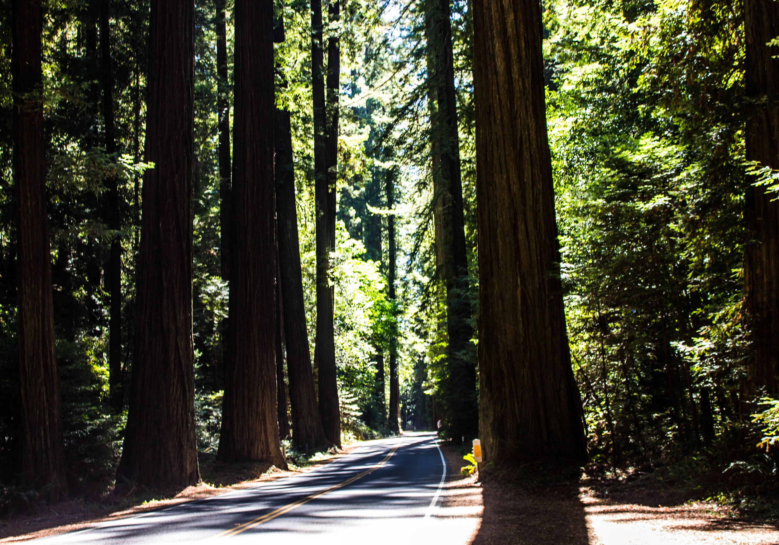 Avenue of the Giants