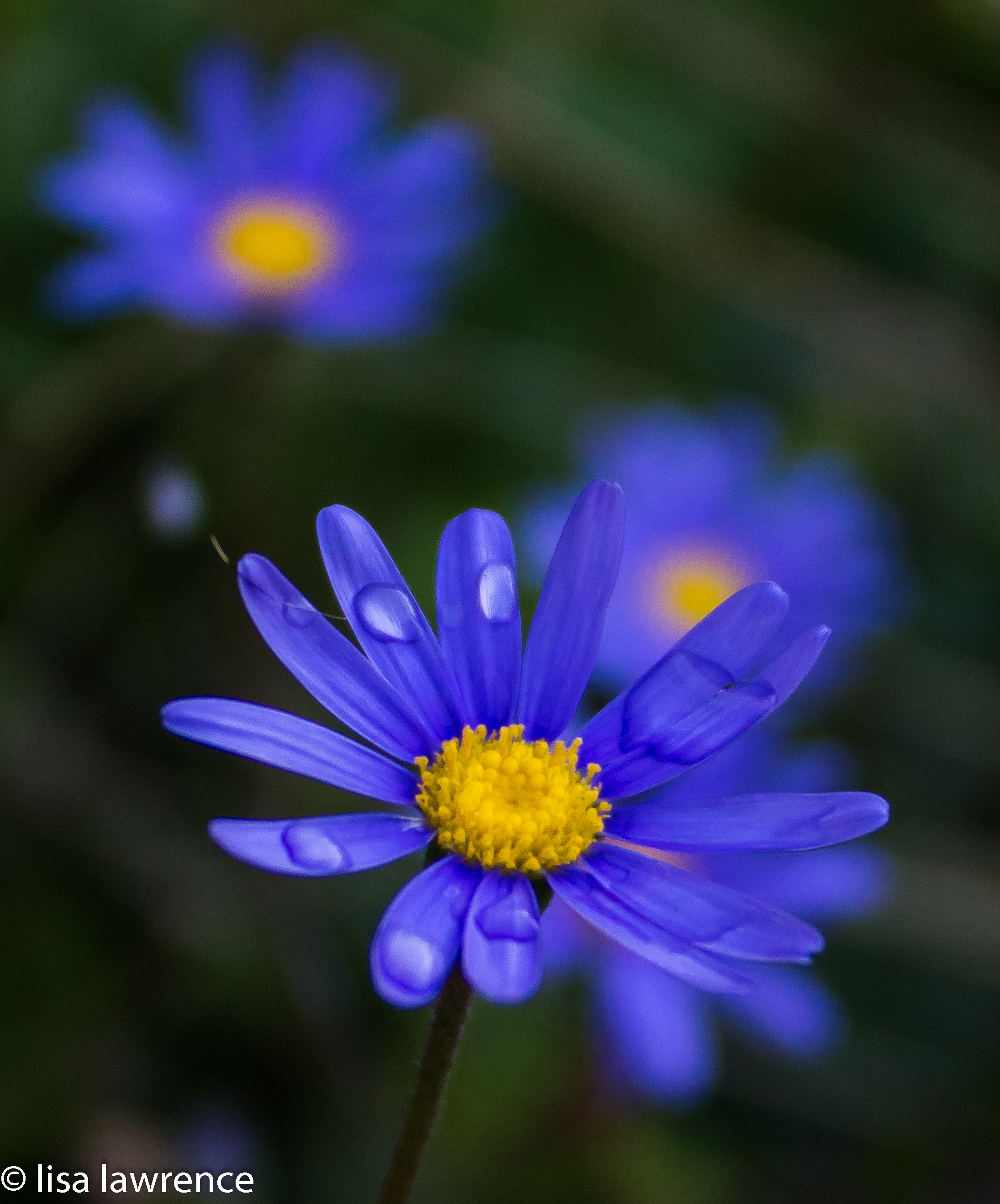 Blu rain