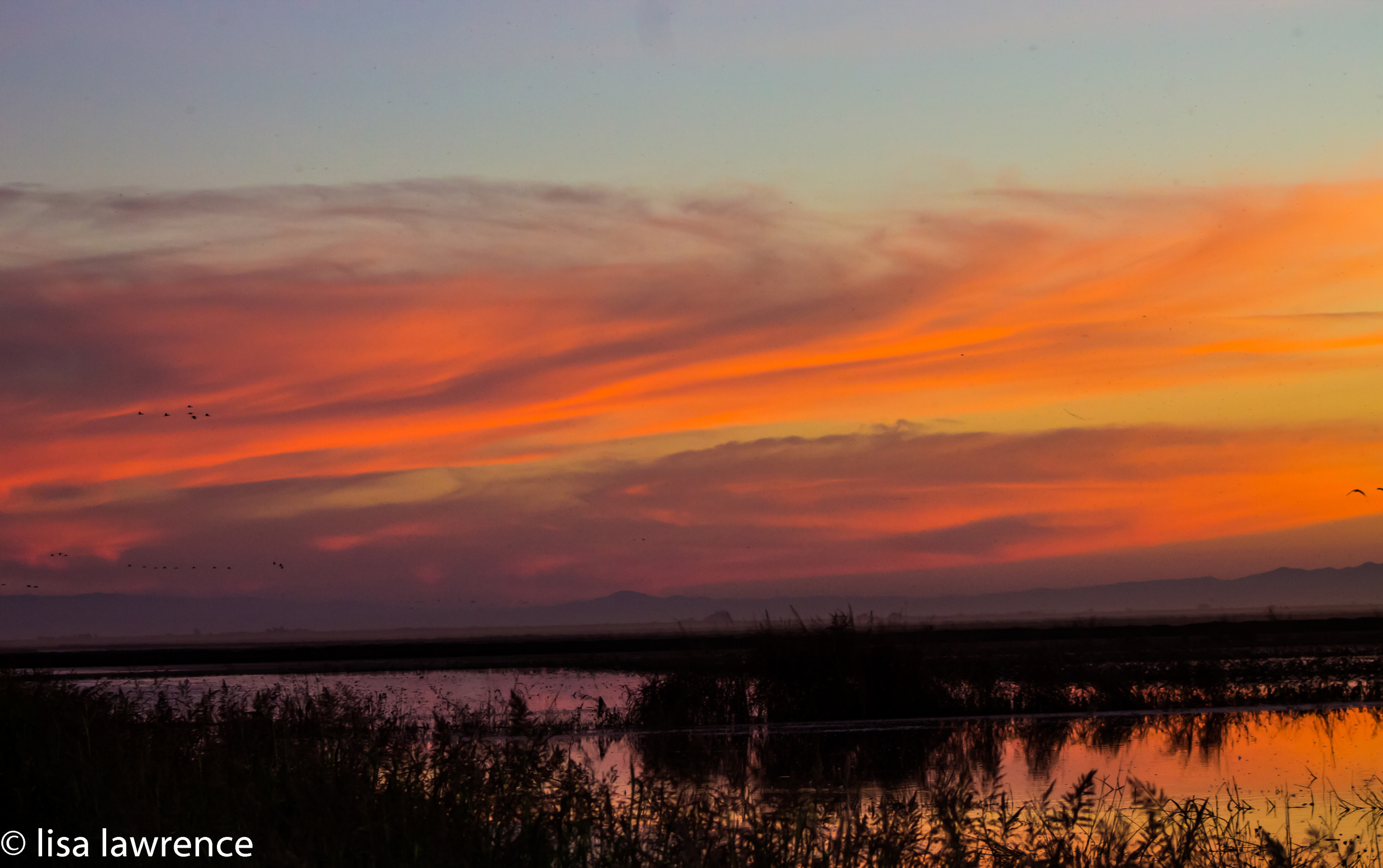 Sandhill Crane Sunset