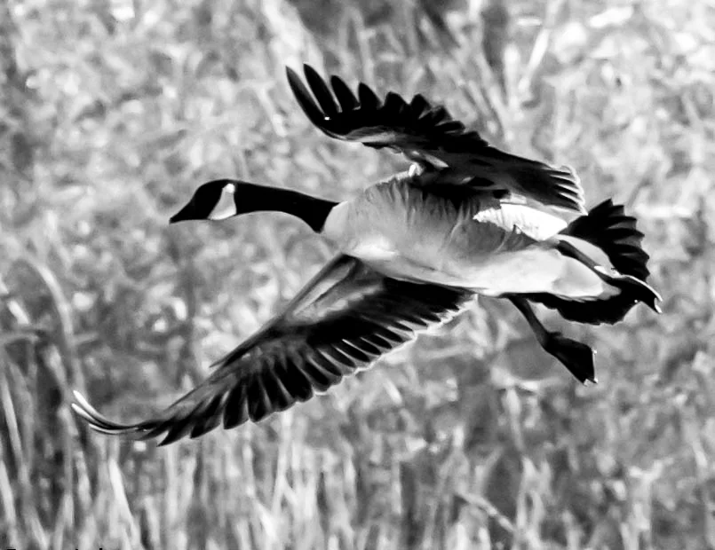 Goose coming in for a landing