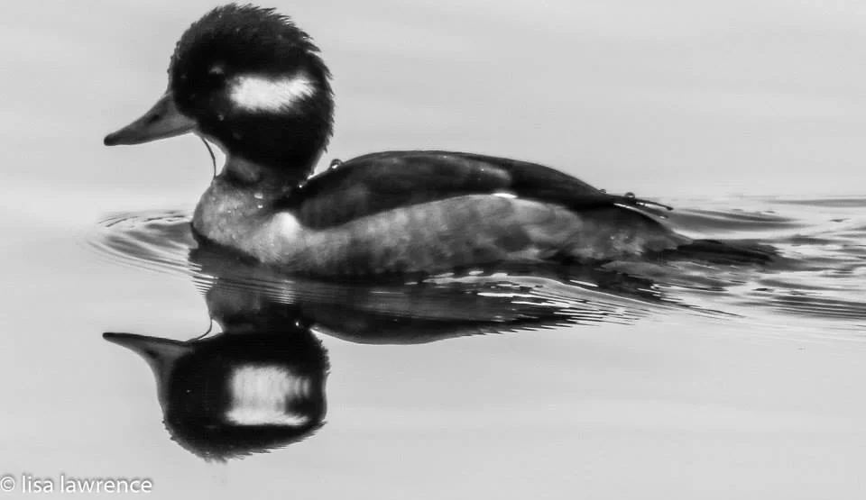 Female Bufflehead