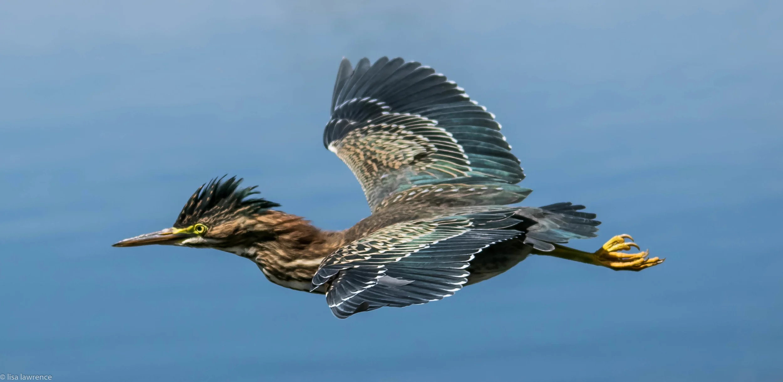 Green Heron Fly By