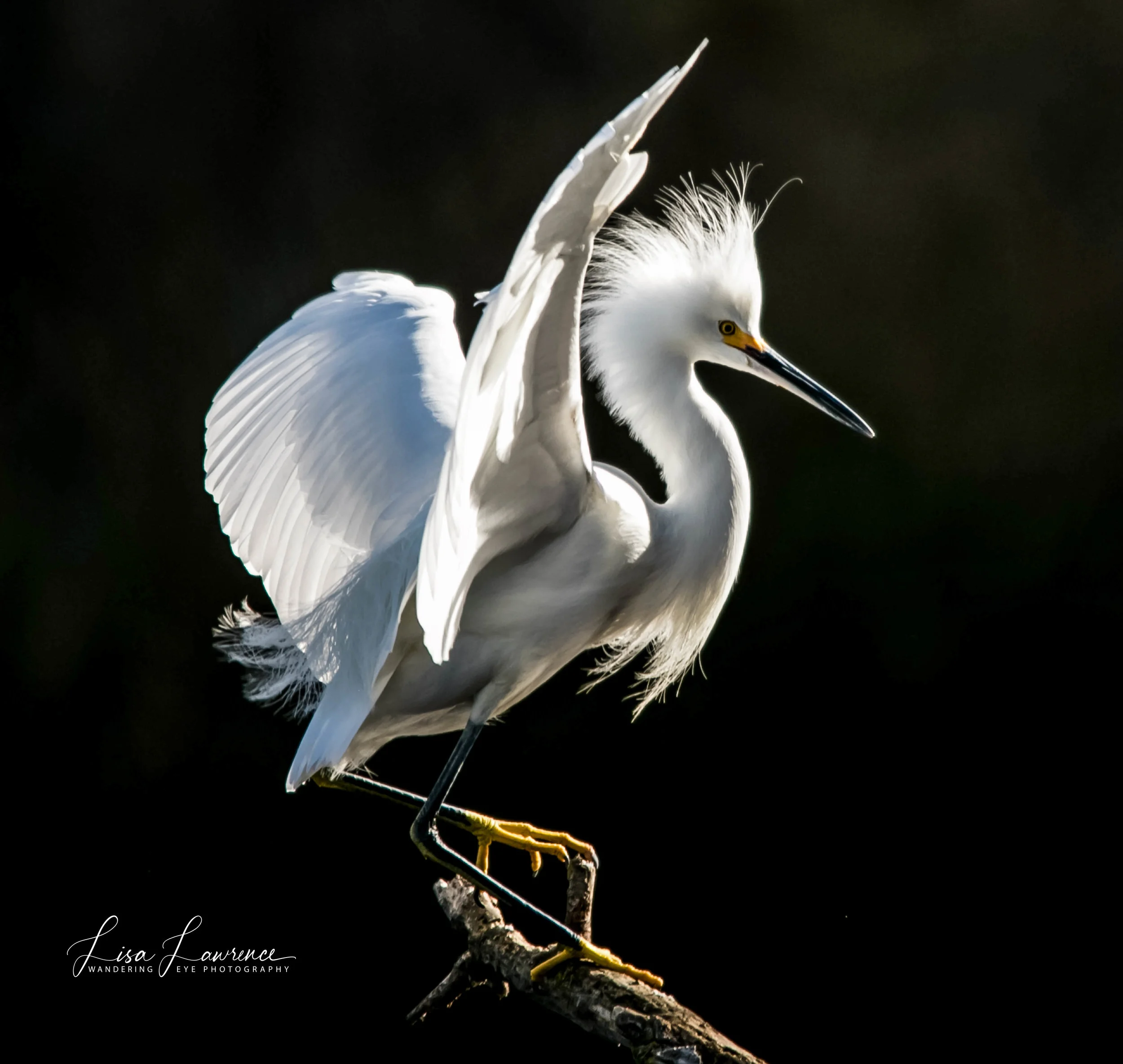Snowy Egret